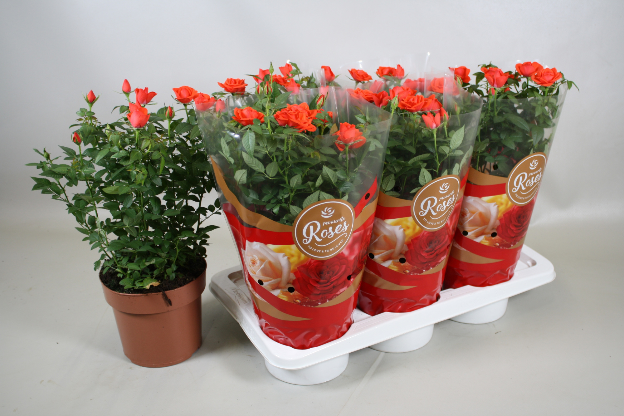 Rosa Favourite Roses orange+seizoenshoes, D 17