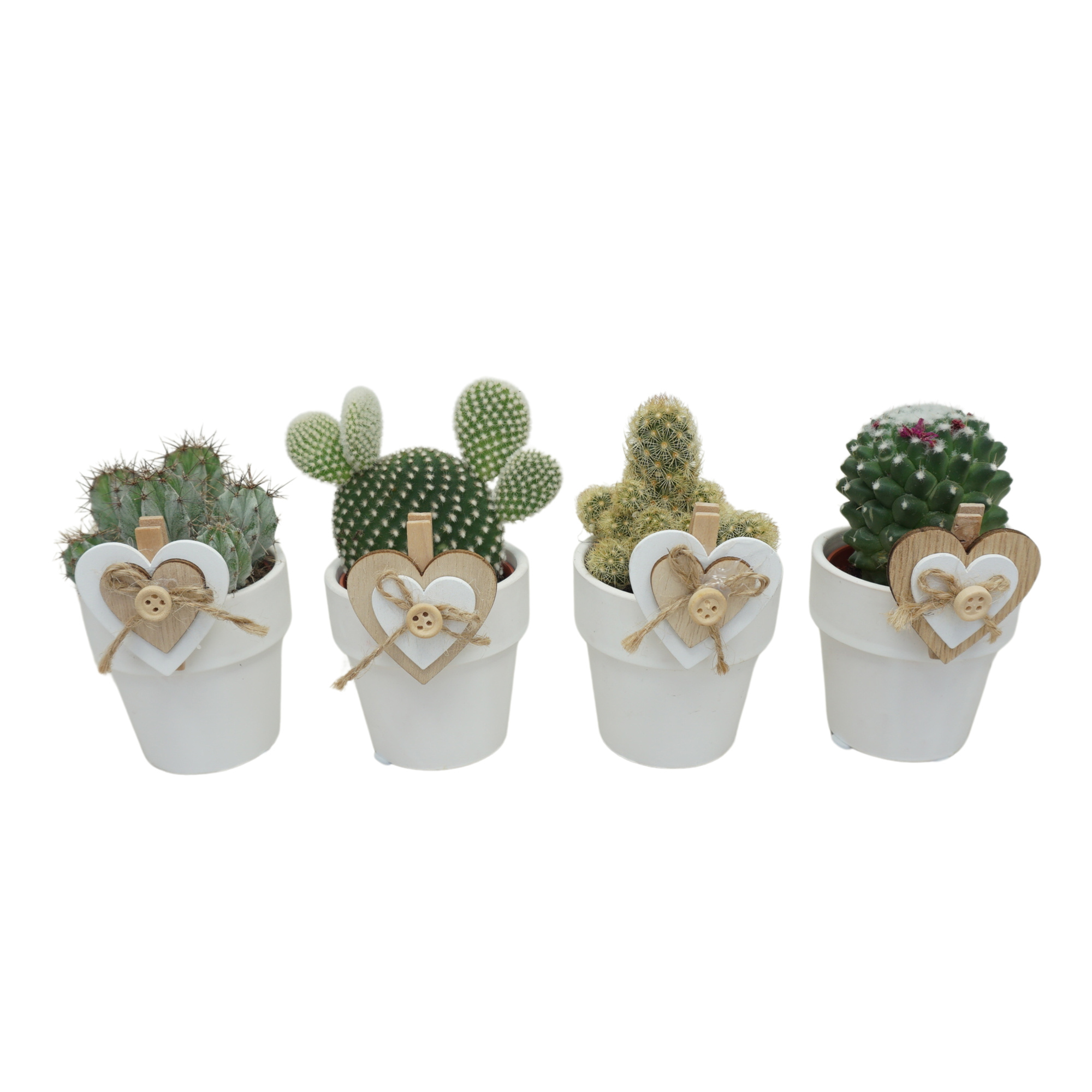 Cactus mix in 6 cm 'Wit Kraagpotje' met Clip Double Heart, D 5,5