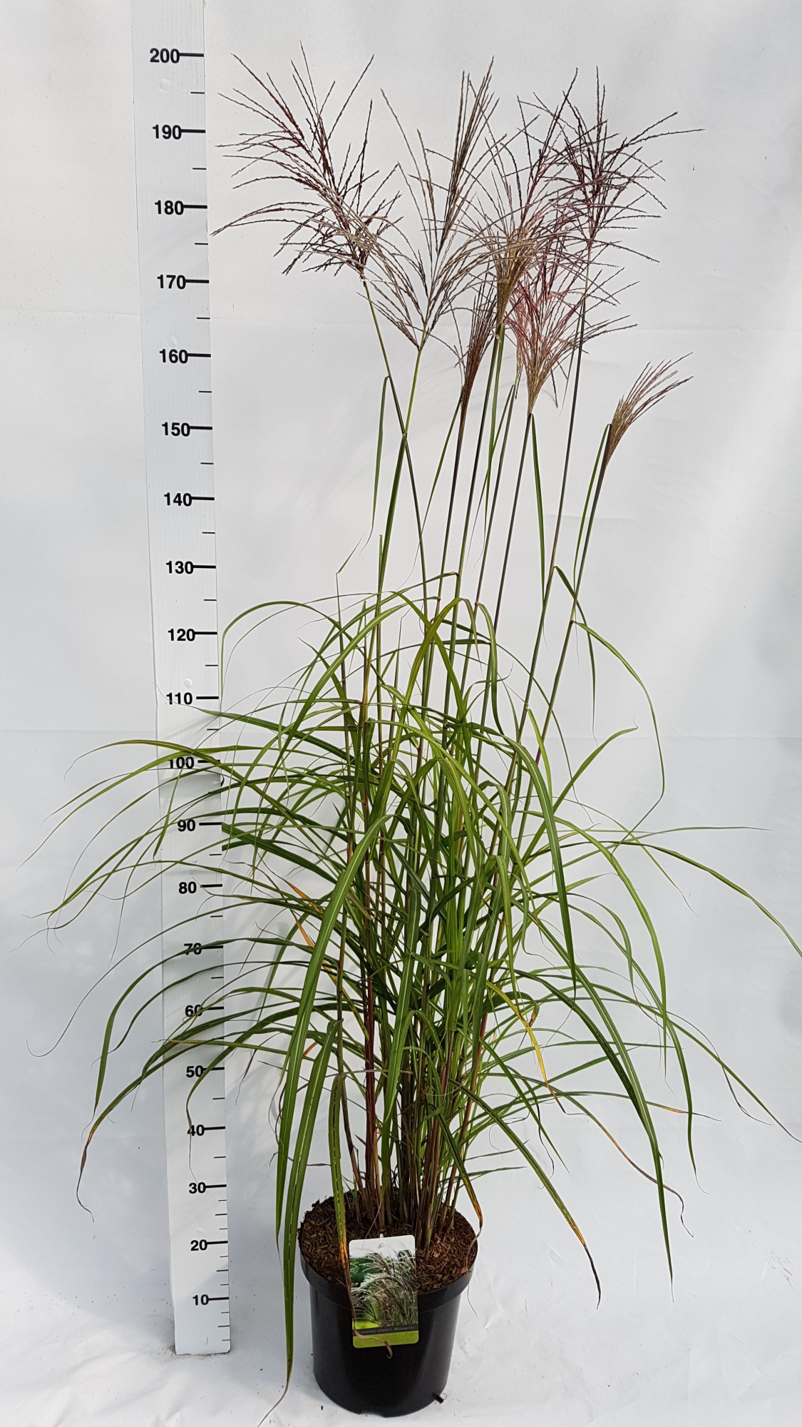 Miscanthus sinensis 'Malepartus', D 30 cm