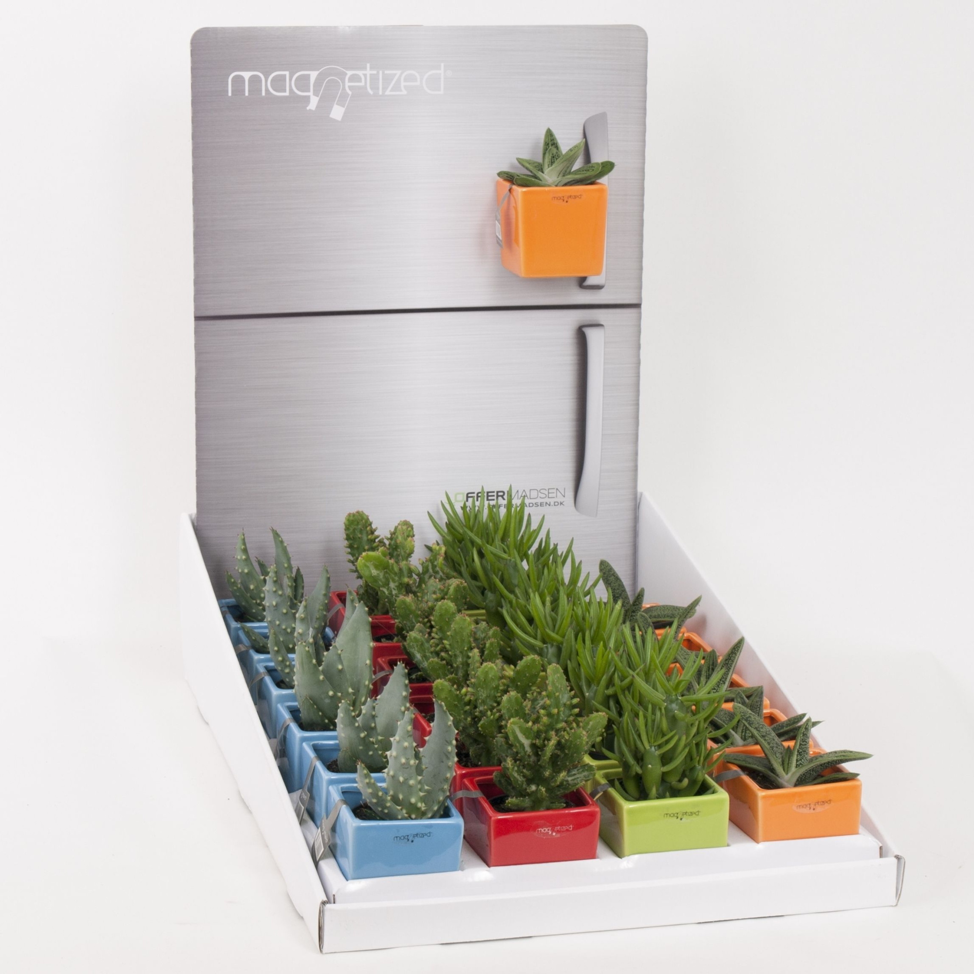Magnetized Square Bright Colours in Display with Succulent mix, D 6 cm