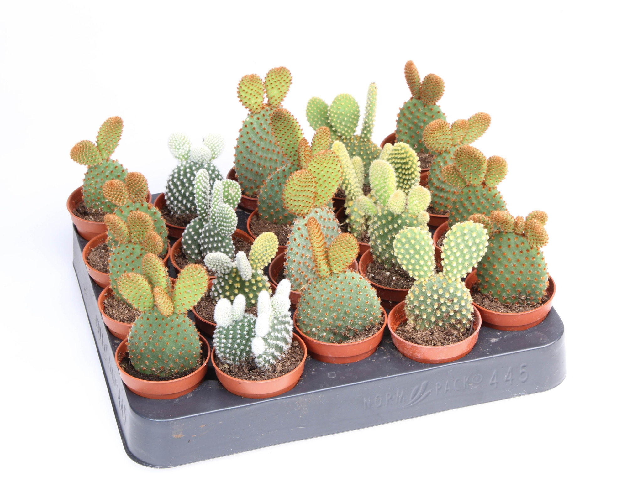 Opuntia mix, D 5,5 cm