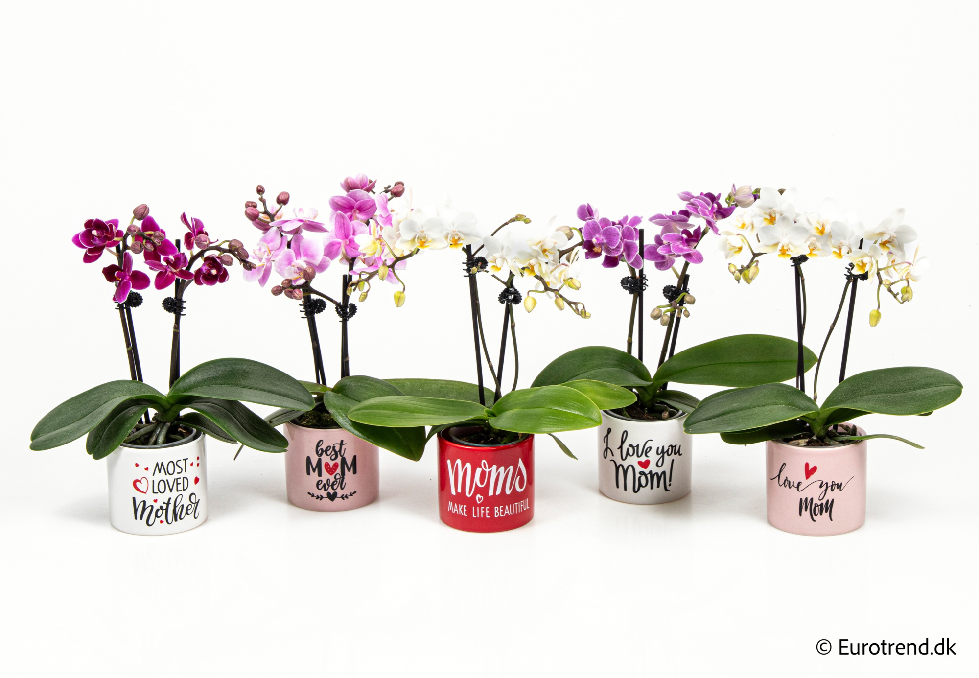 Phalaenopsis in Valentine ceramic 2026, D 6