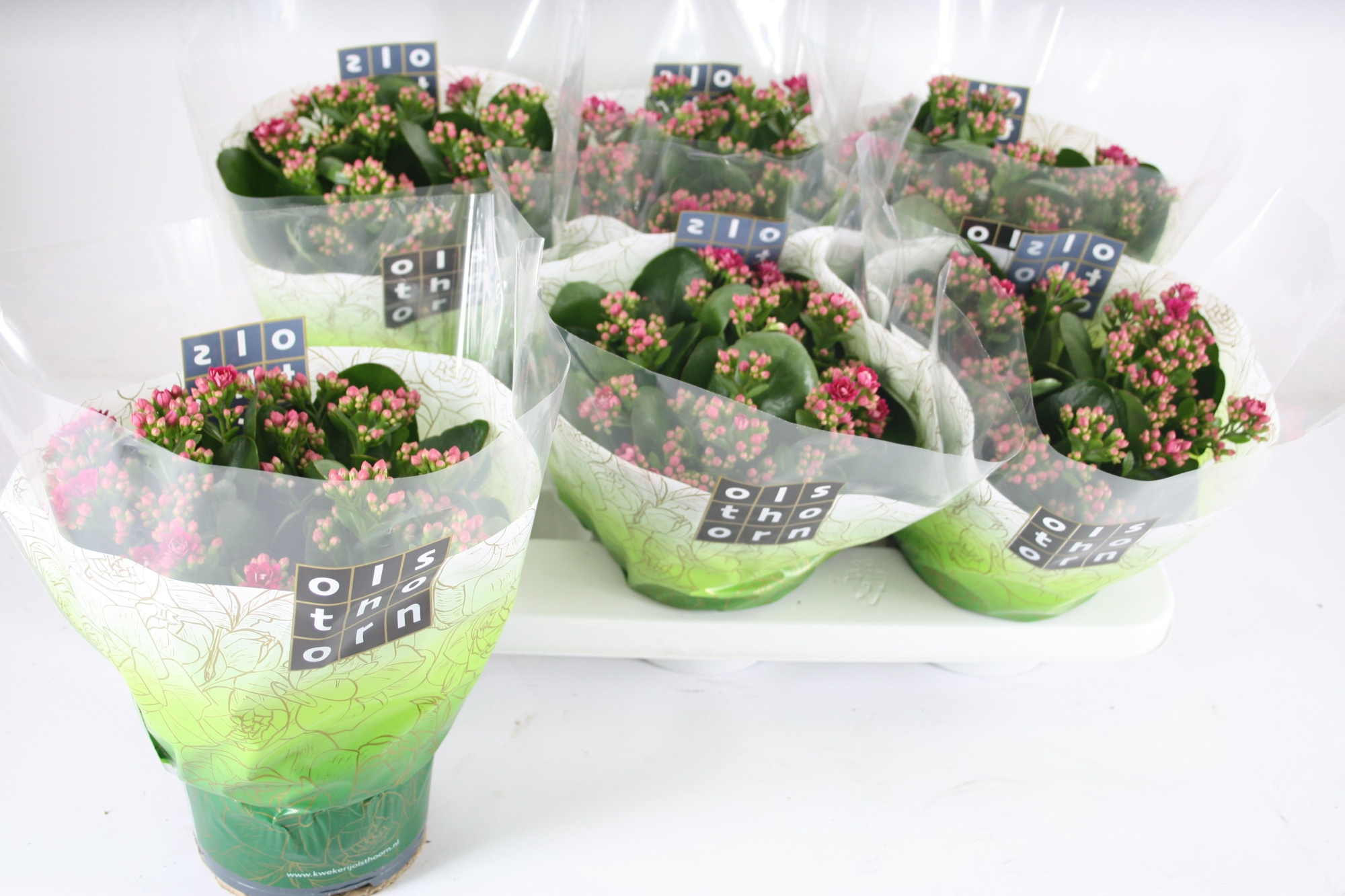 Gevuld 15 cm PAARS, D 15 cm