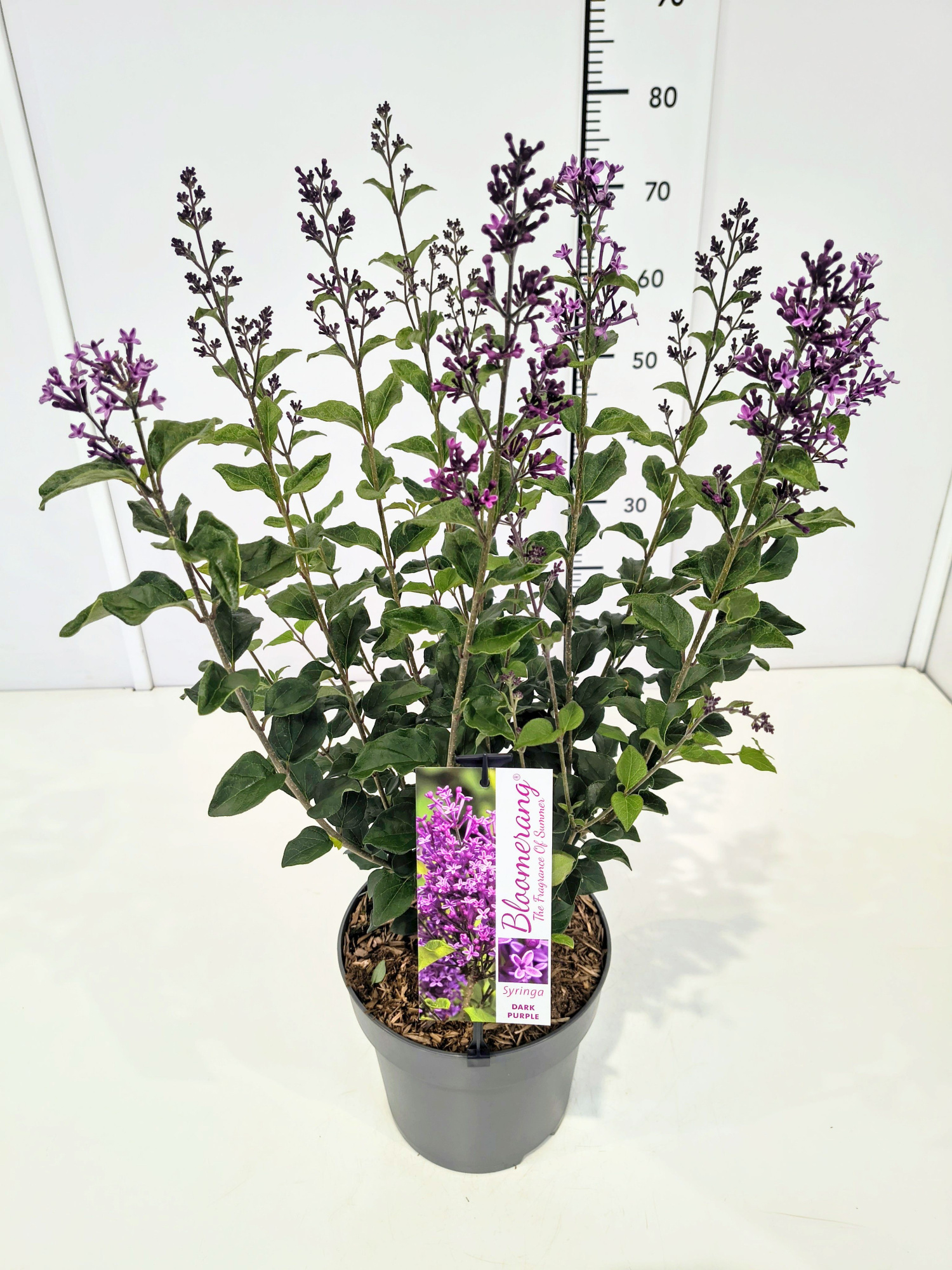 Syringa 'Bloomerang Dark Purple' 50-60C5, D 23 cm