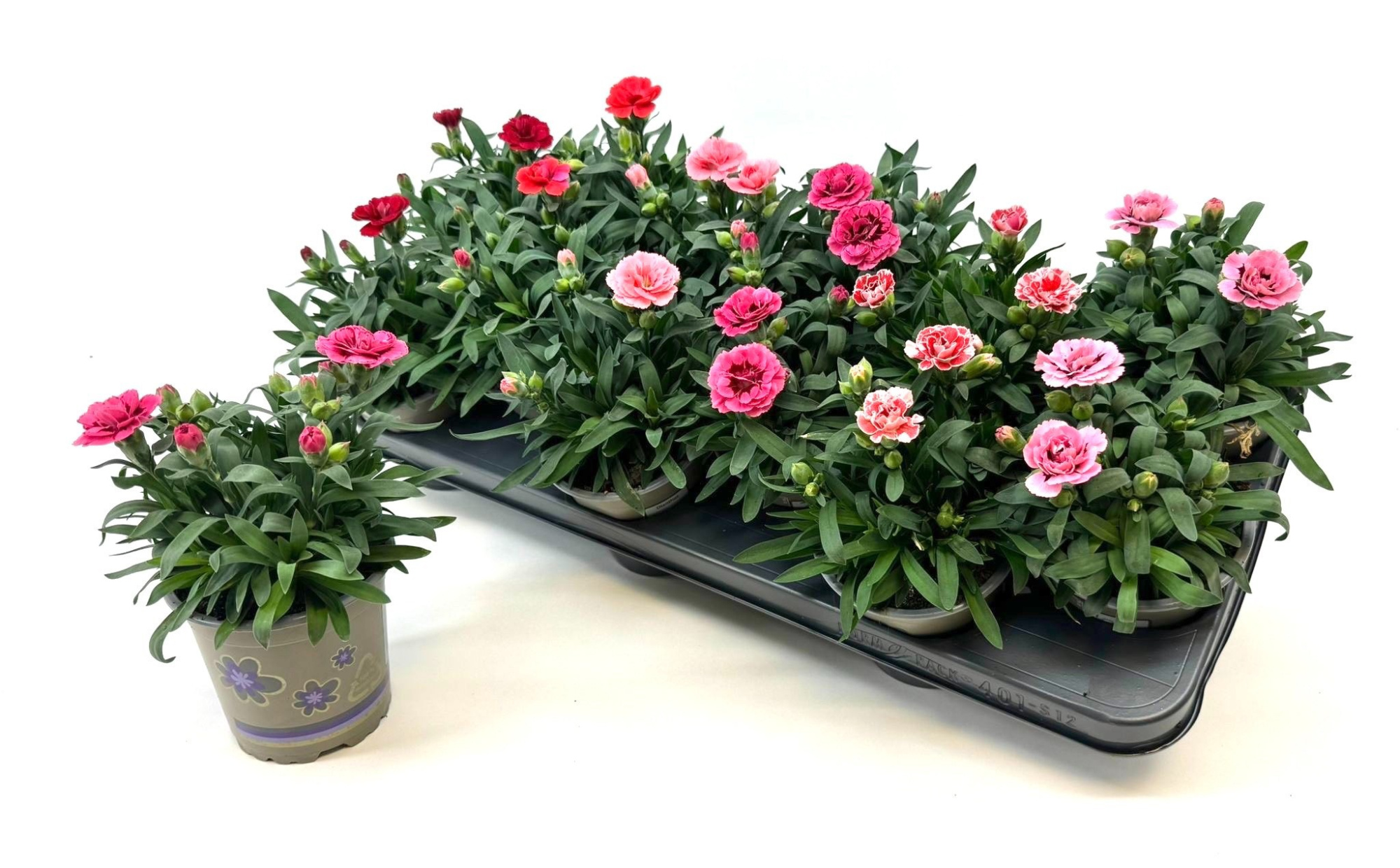Dianthus 'Oscar' mixtray 10.5cm, D 11