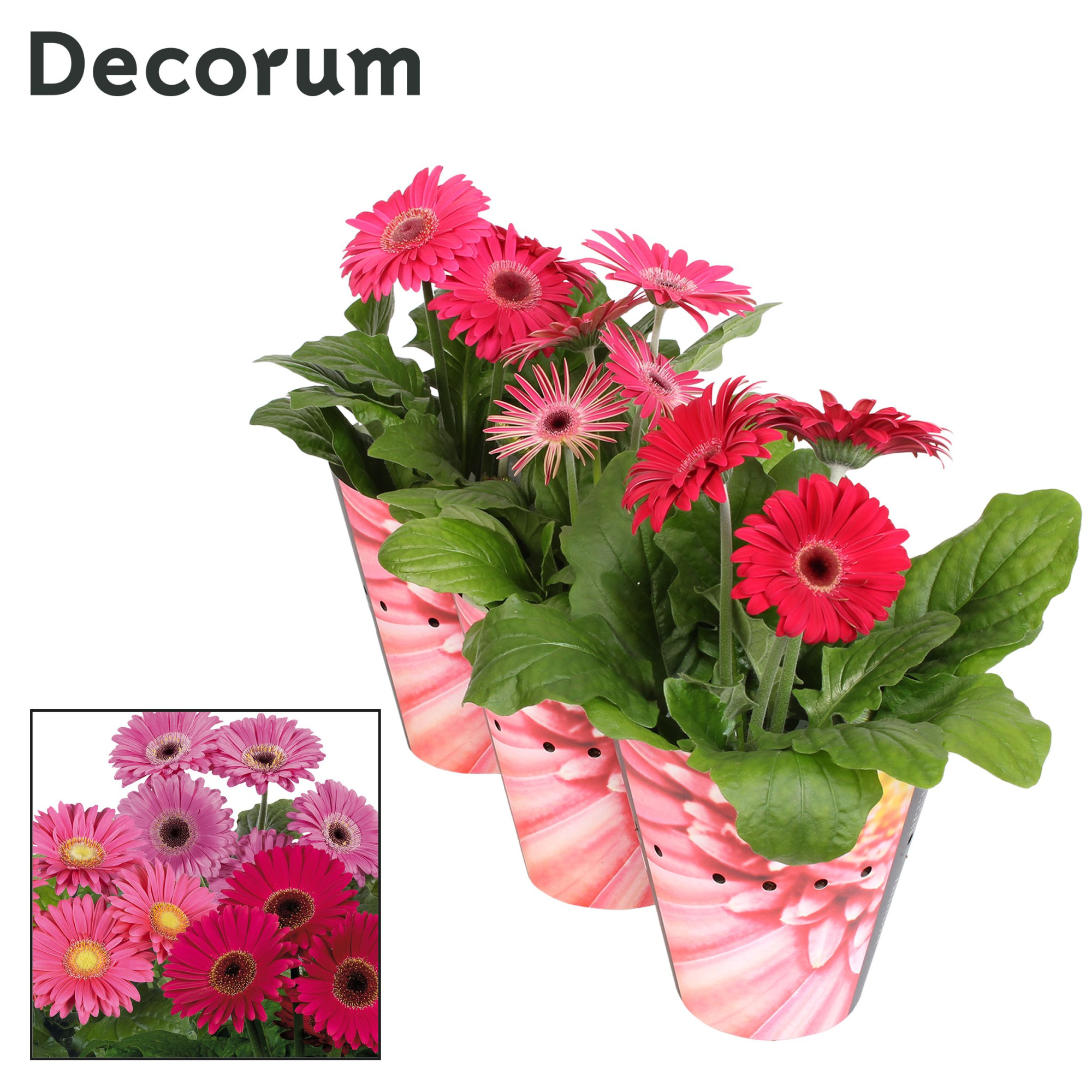 Gerbera 2+ bl. 12cm paars (div. kleurtinten) in potcover Decorum, D 12 cm