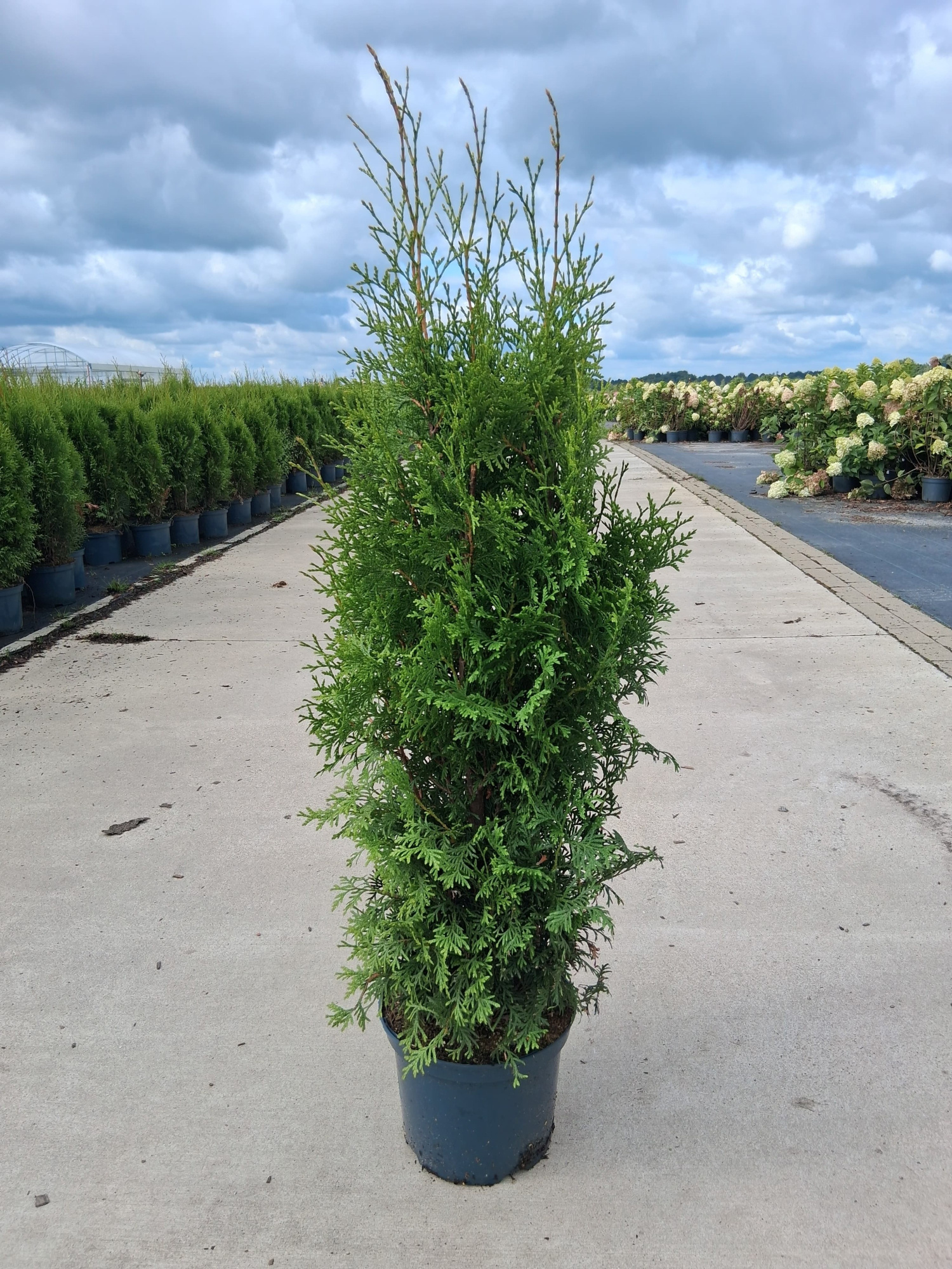 Thuja occ. 'King of Brabant', D 26 cm