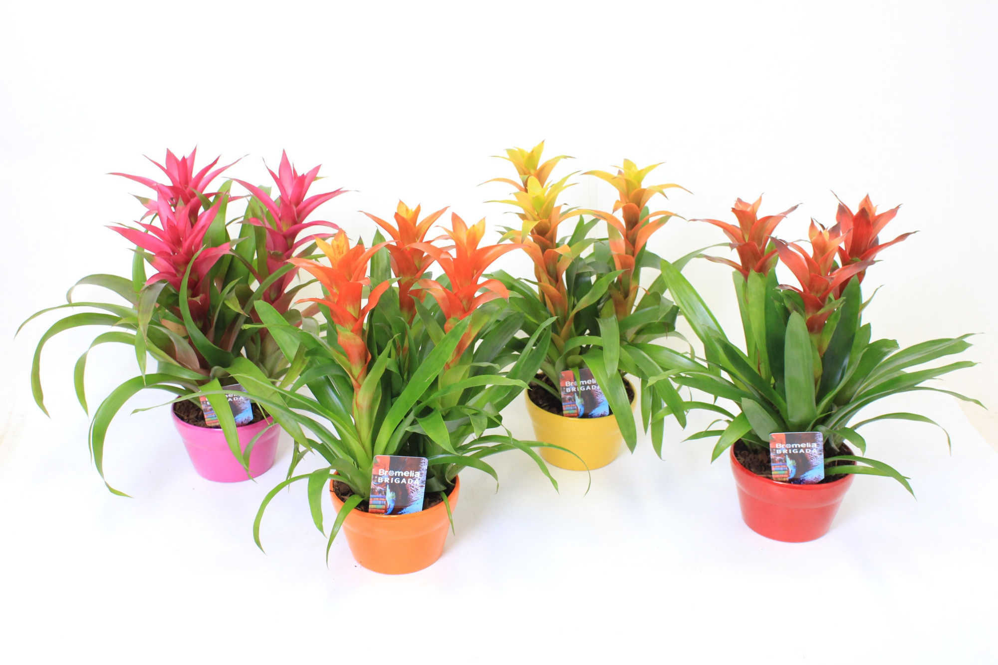 Guzmania in Elle 16 schaal, D 16 cm