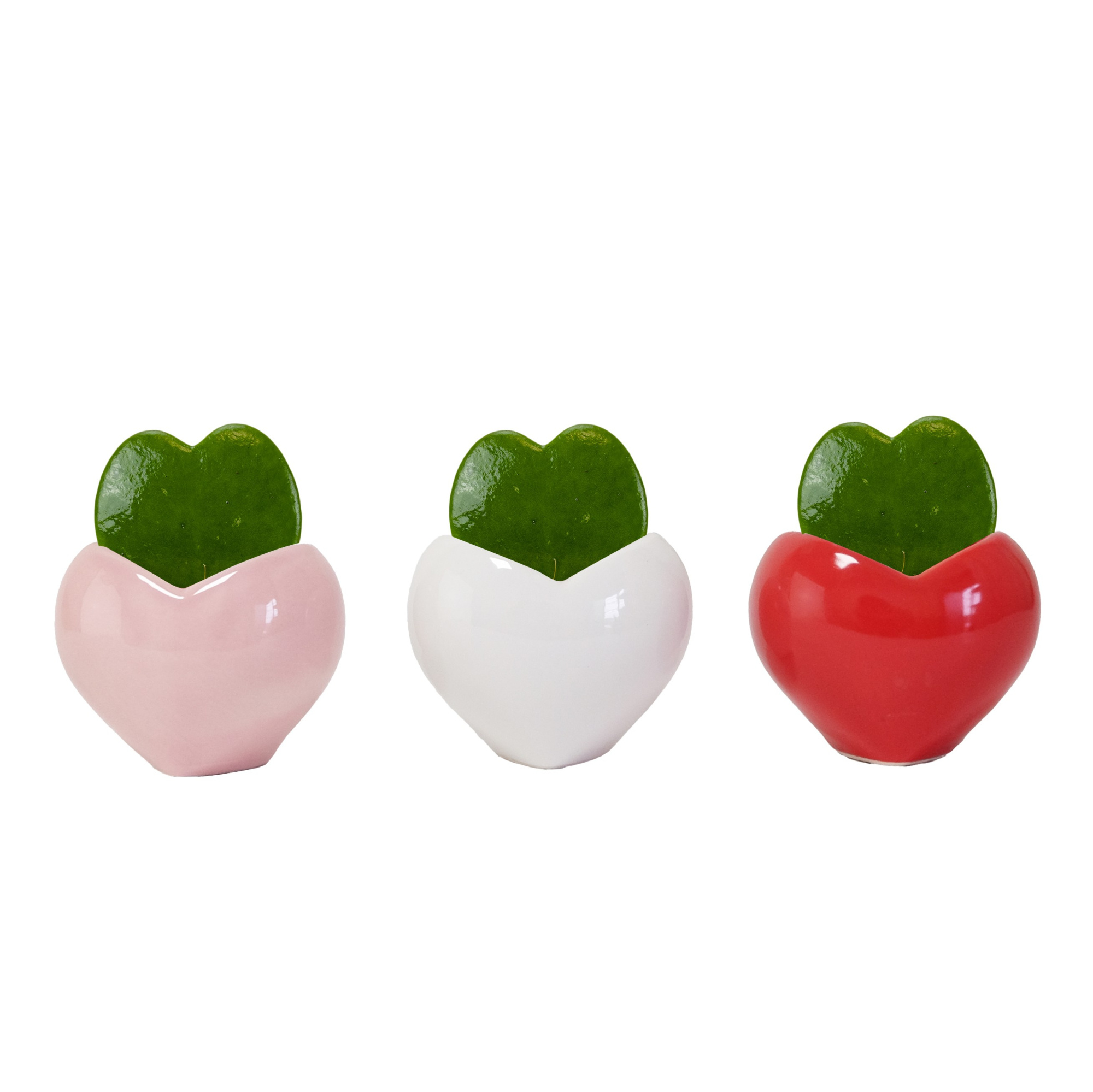 Heart with Hoya Kerrii, D 6