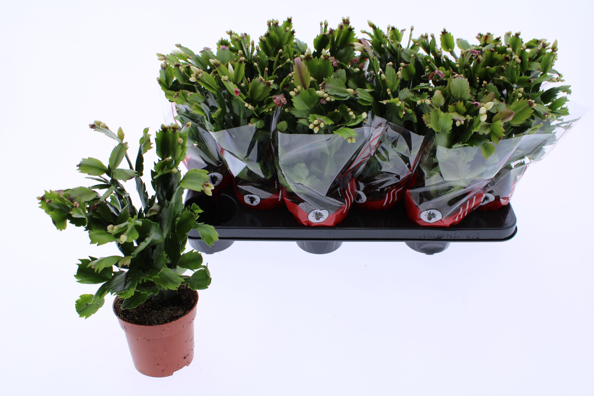 Schlumbergera 10.5 cm oranje, D 10,5 cm