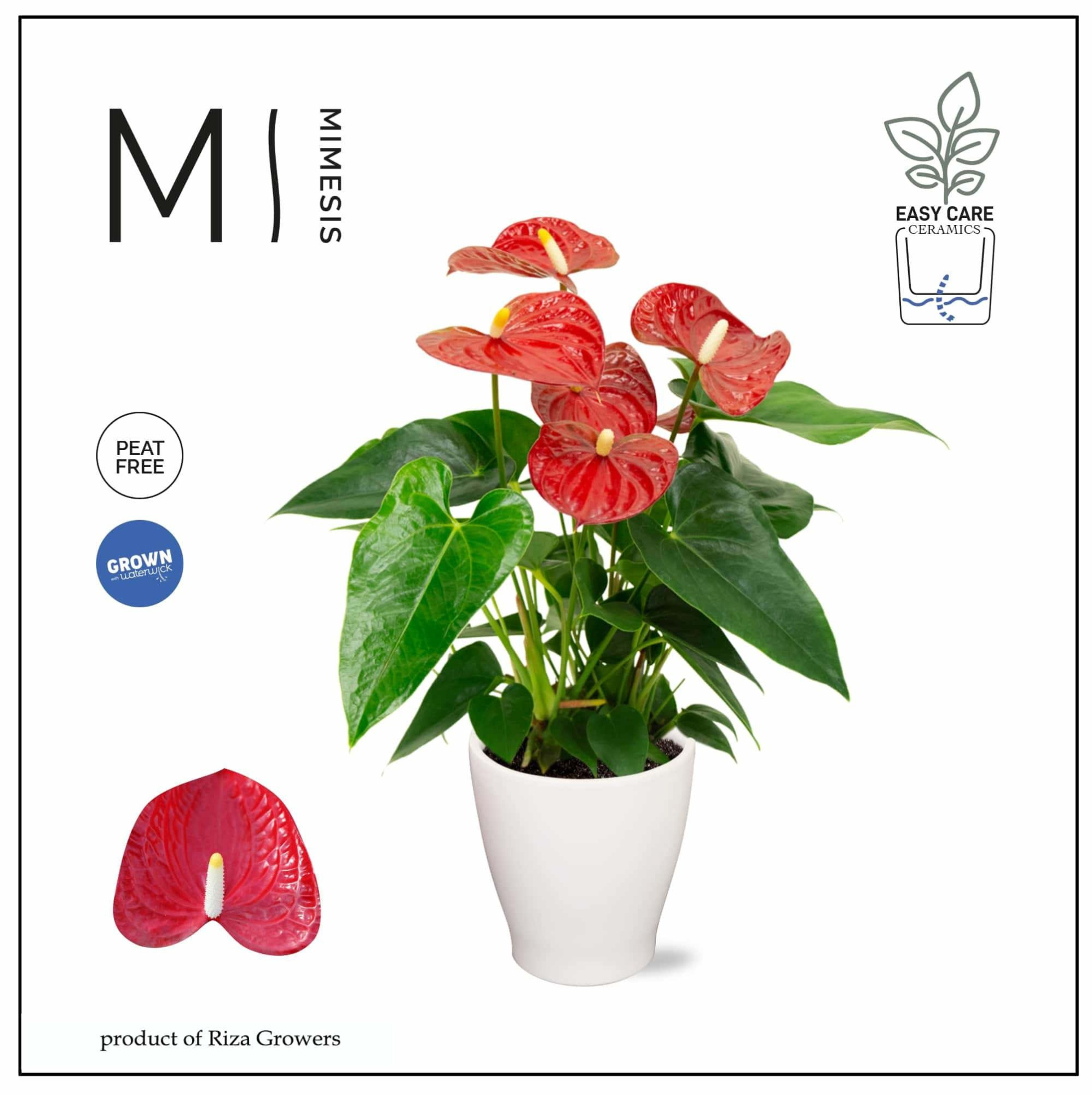 Mimesis Anthurium KARMA Red - Carolina White, D 12