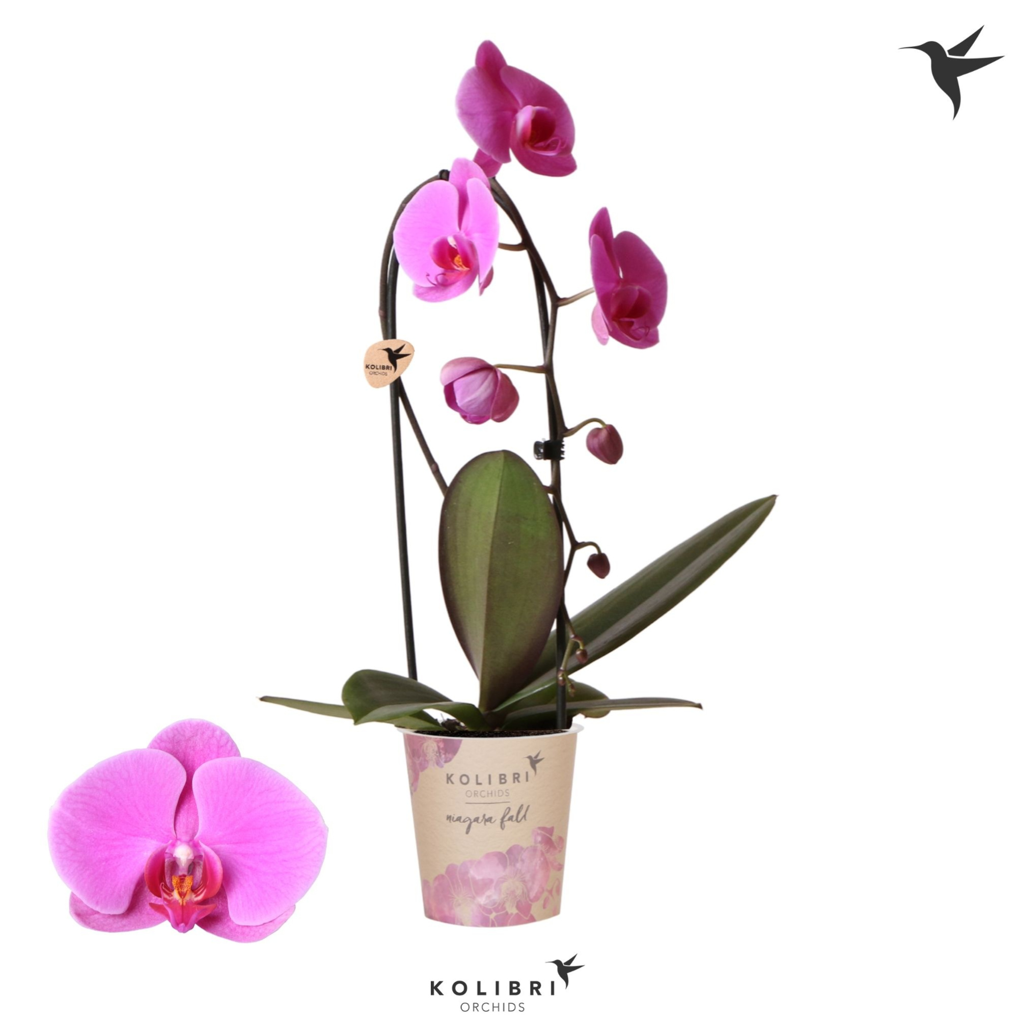 Kolibri Orchids Cascade Niagara Fall violet 1 spike, D 12