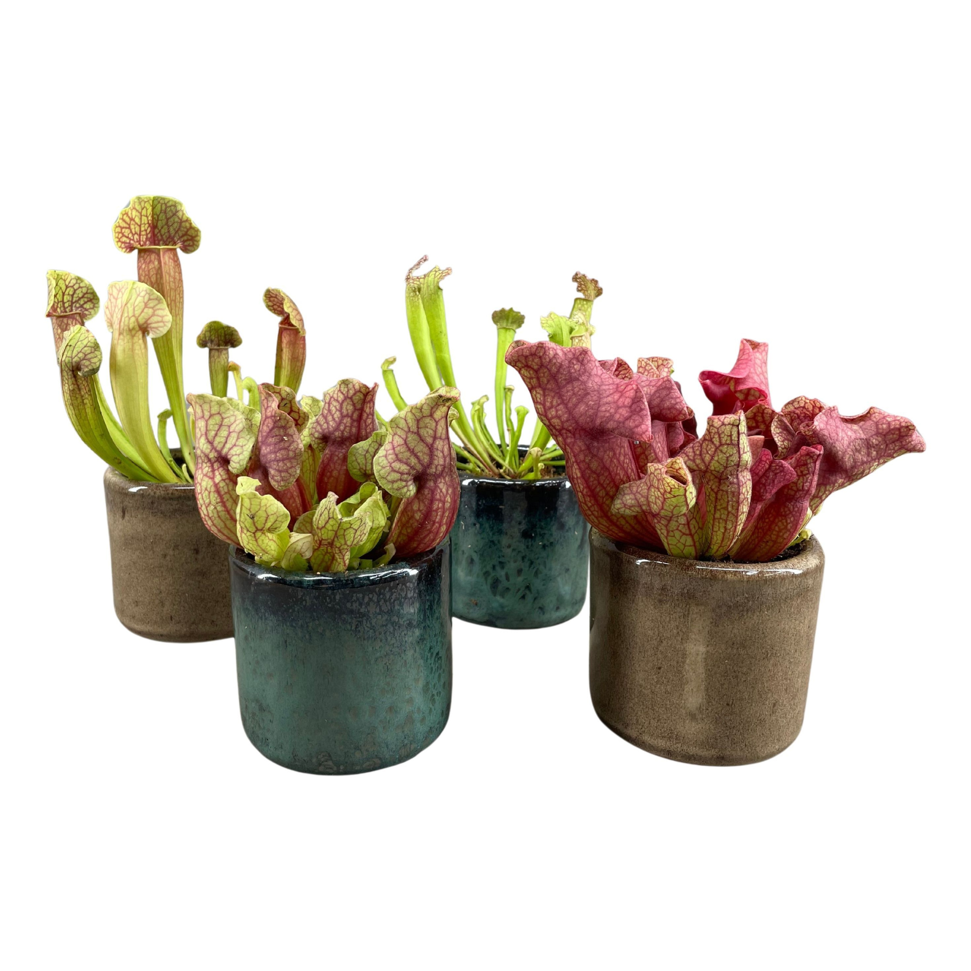 Sarracenia in javea pot groen en taupe, D 9 cm