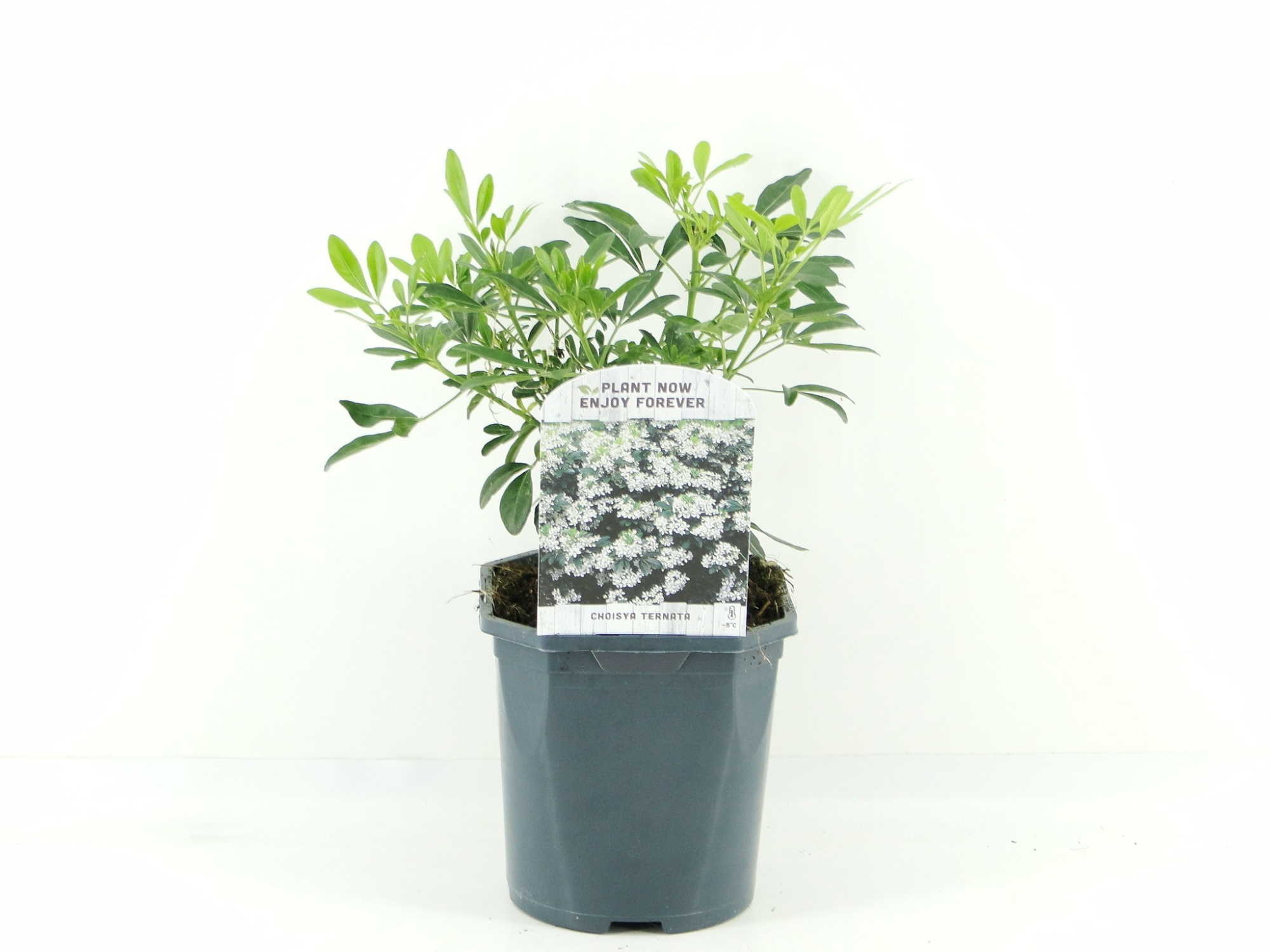 Choisya ternata, D 17