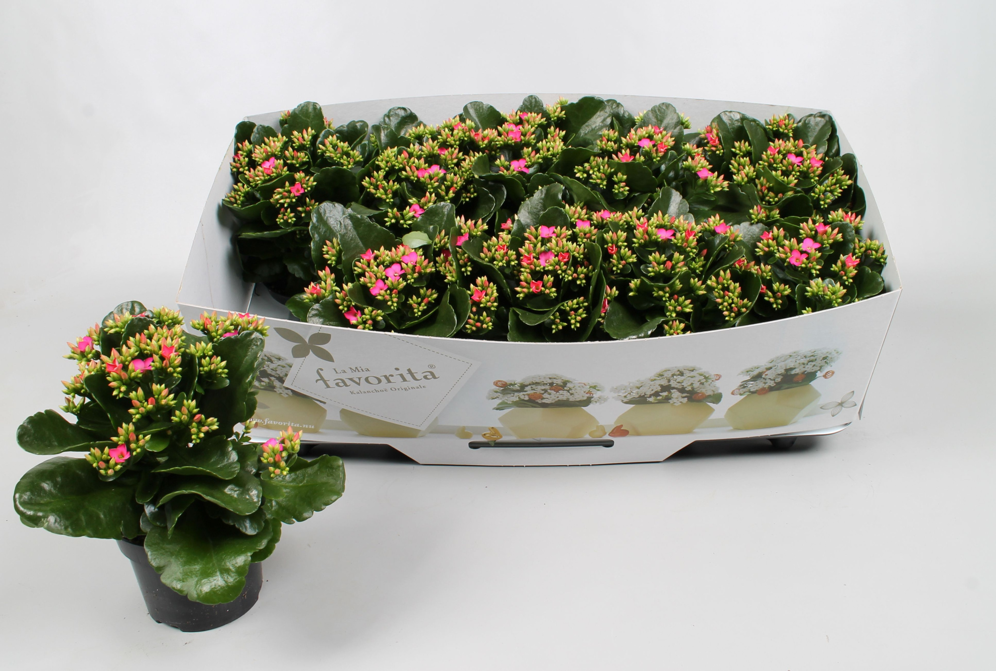 Kalanchoe favorita pink instyle + collar, D 10,5 cm