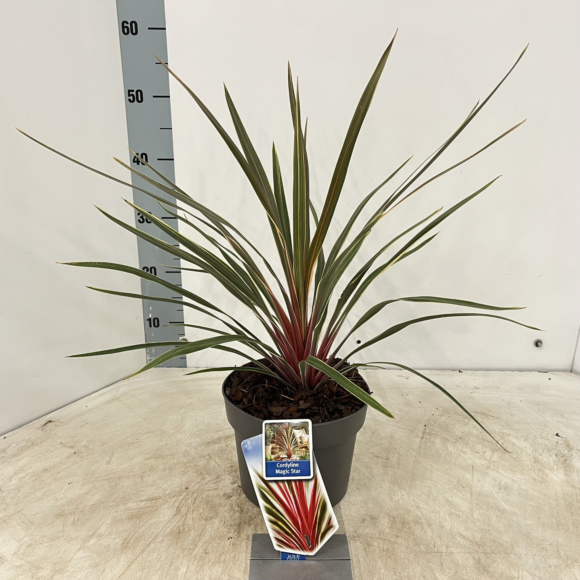 Cordyline australis 'Magic Star', D 19