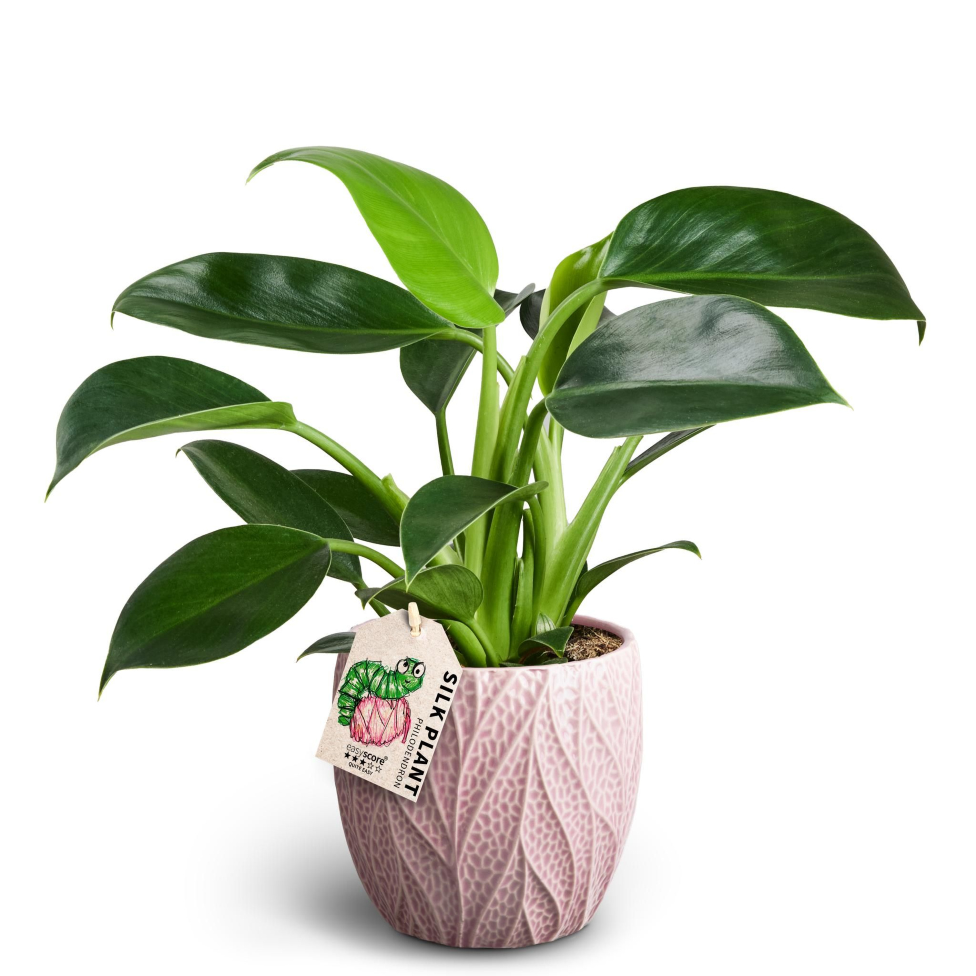 Leaf Rosa, Philodendron ´Green Princess´, D 12 cm