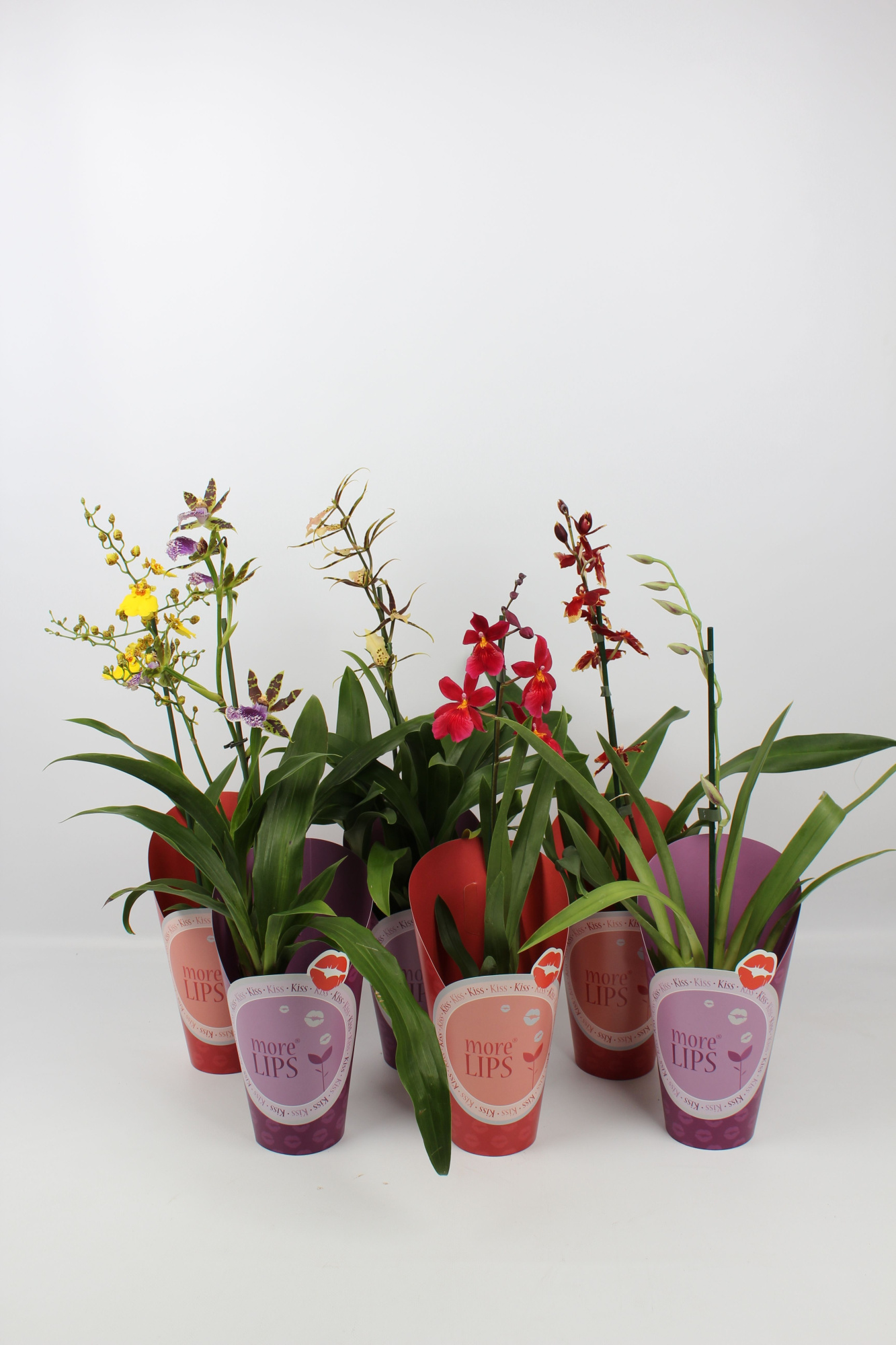 MoreLIPS® Orchideeën Mix 1 tak in paarse en rode potcover, D 12