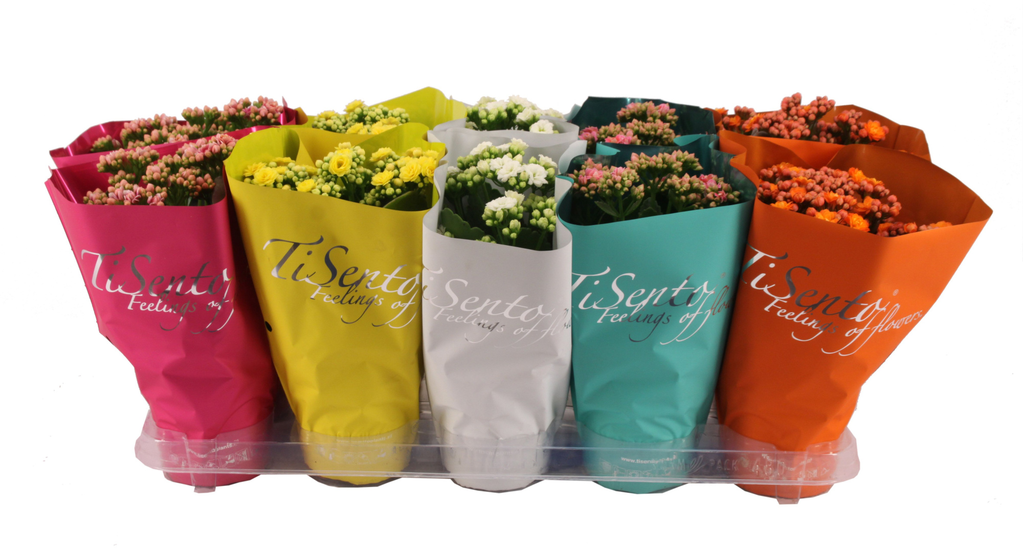 Calandiva 12 cm - Juli Mix, D 12 cm