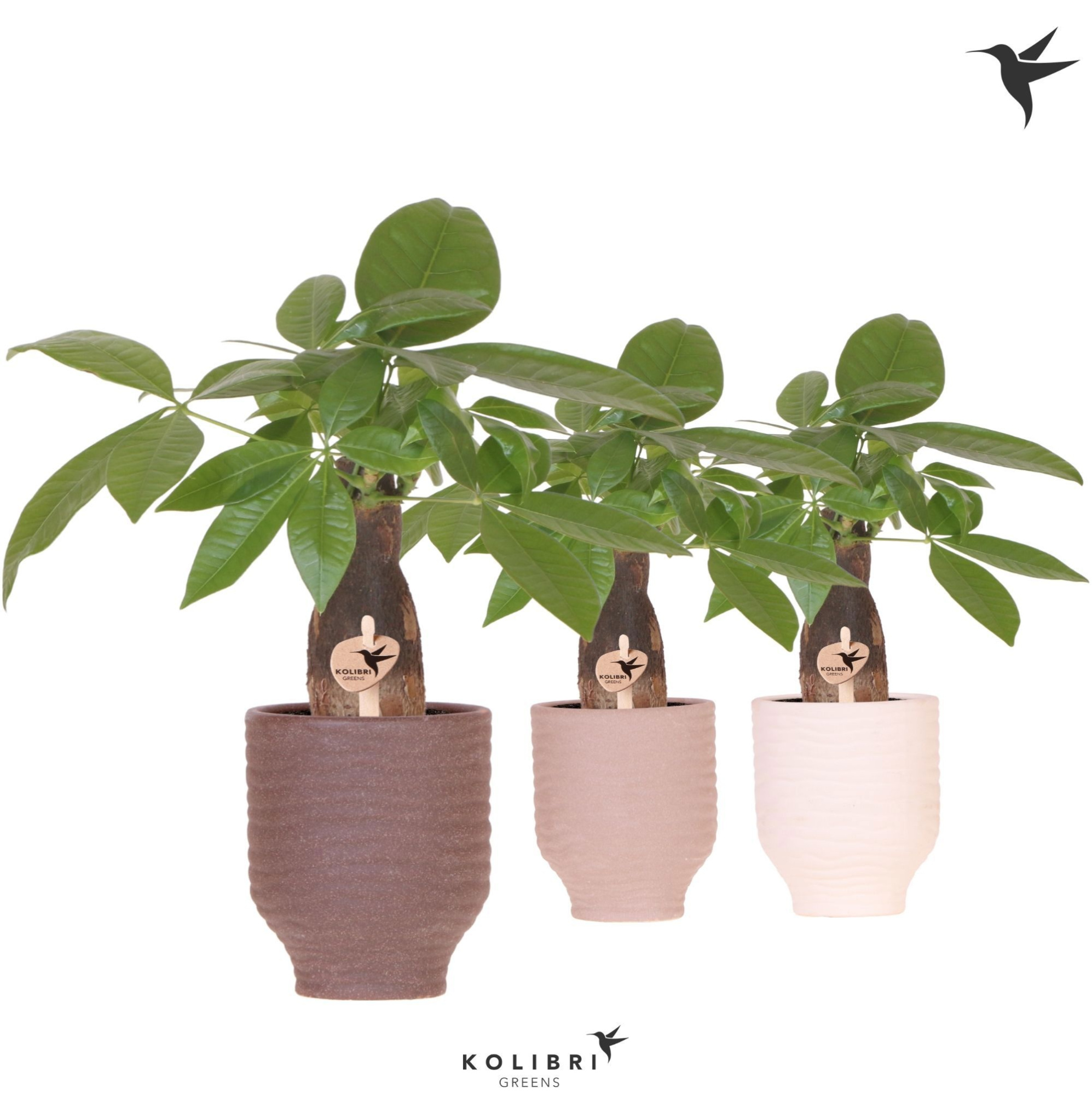 Kolibri Greens Pachira in Beach pot mix, D 9