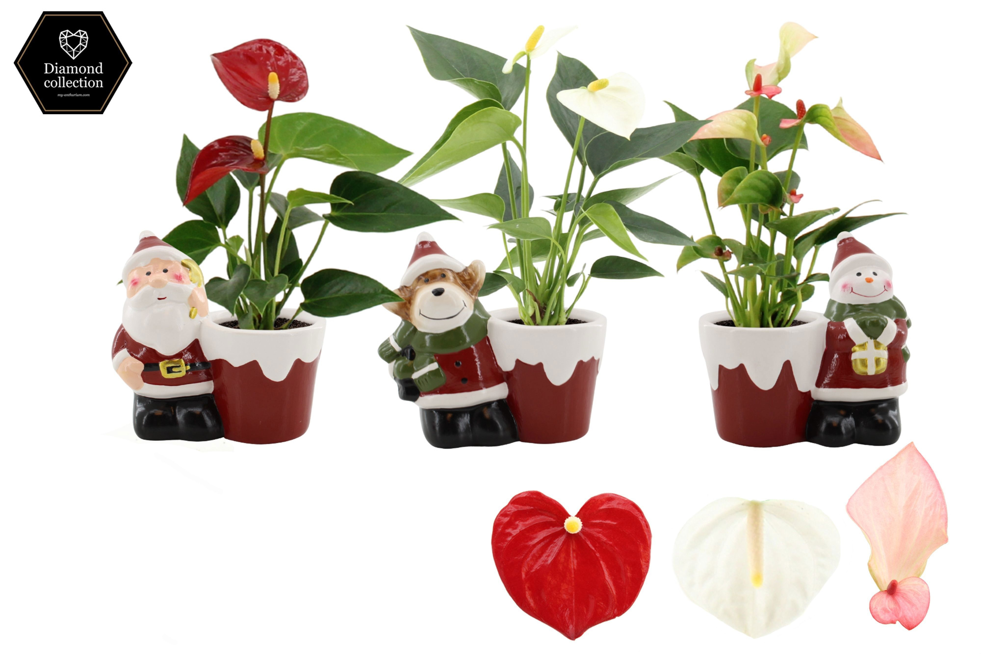 Anthurium 6 cm 3 color mix in Bing mix ceramics, D 6
