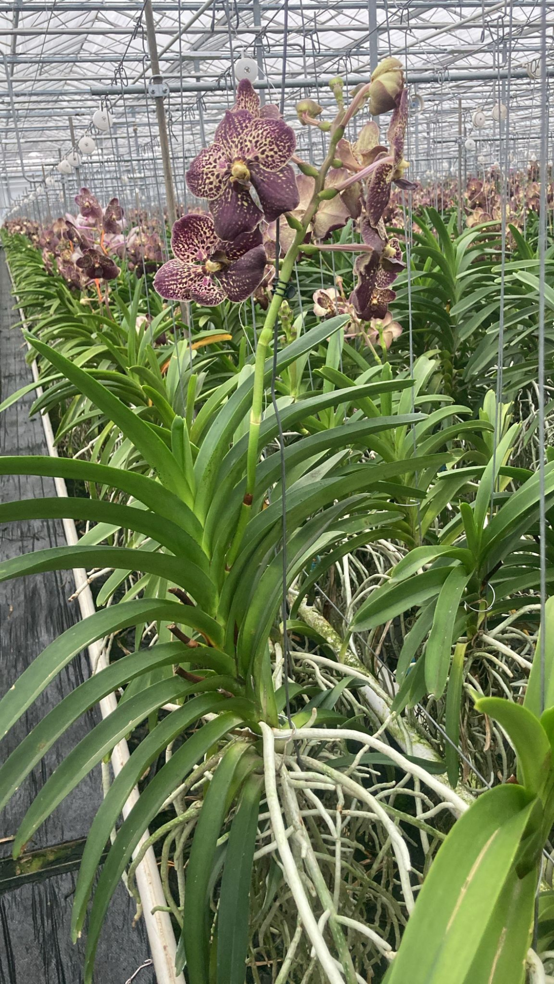 Vanda Choco Brown XL 1 tak, D 17