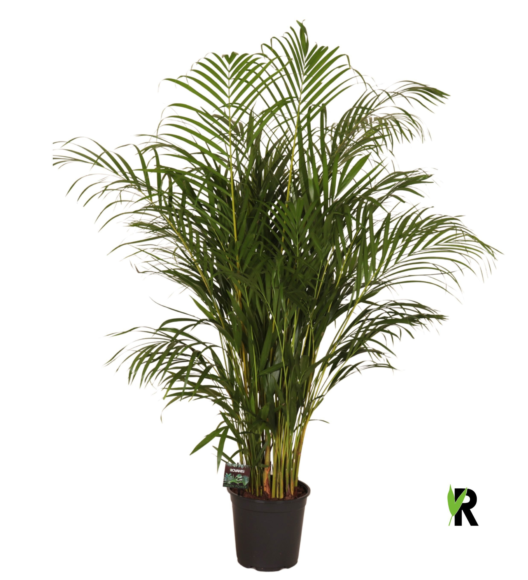 Dypsis lutescens, D 24 cm