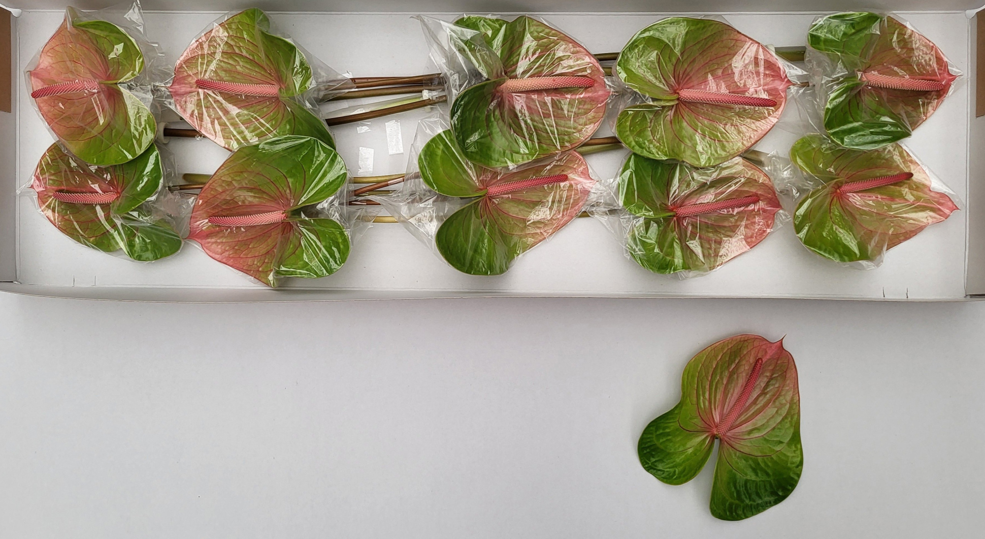 Антуриум Аво Даниель x10, шт.