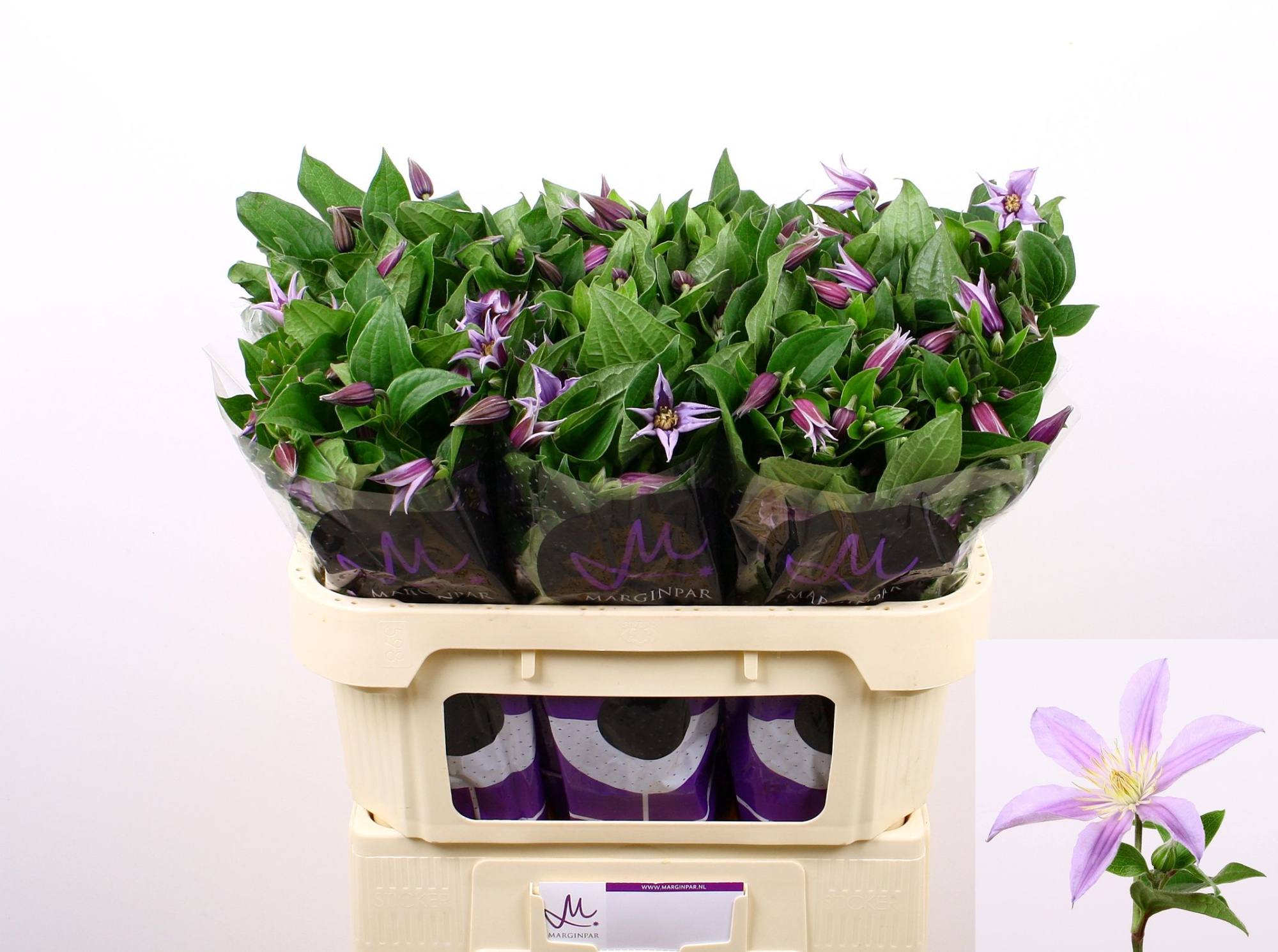 Клематис Стар Ривер 70, шт.