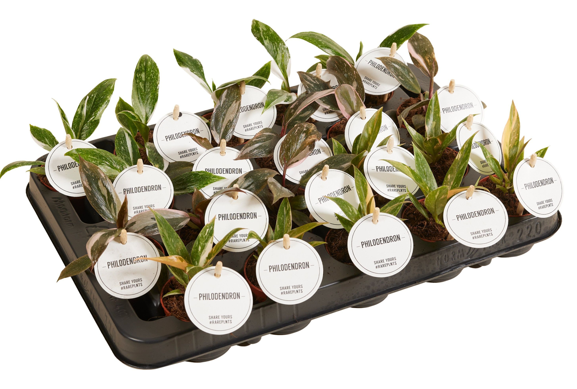 Philodendron Princess Mix, D 6