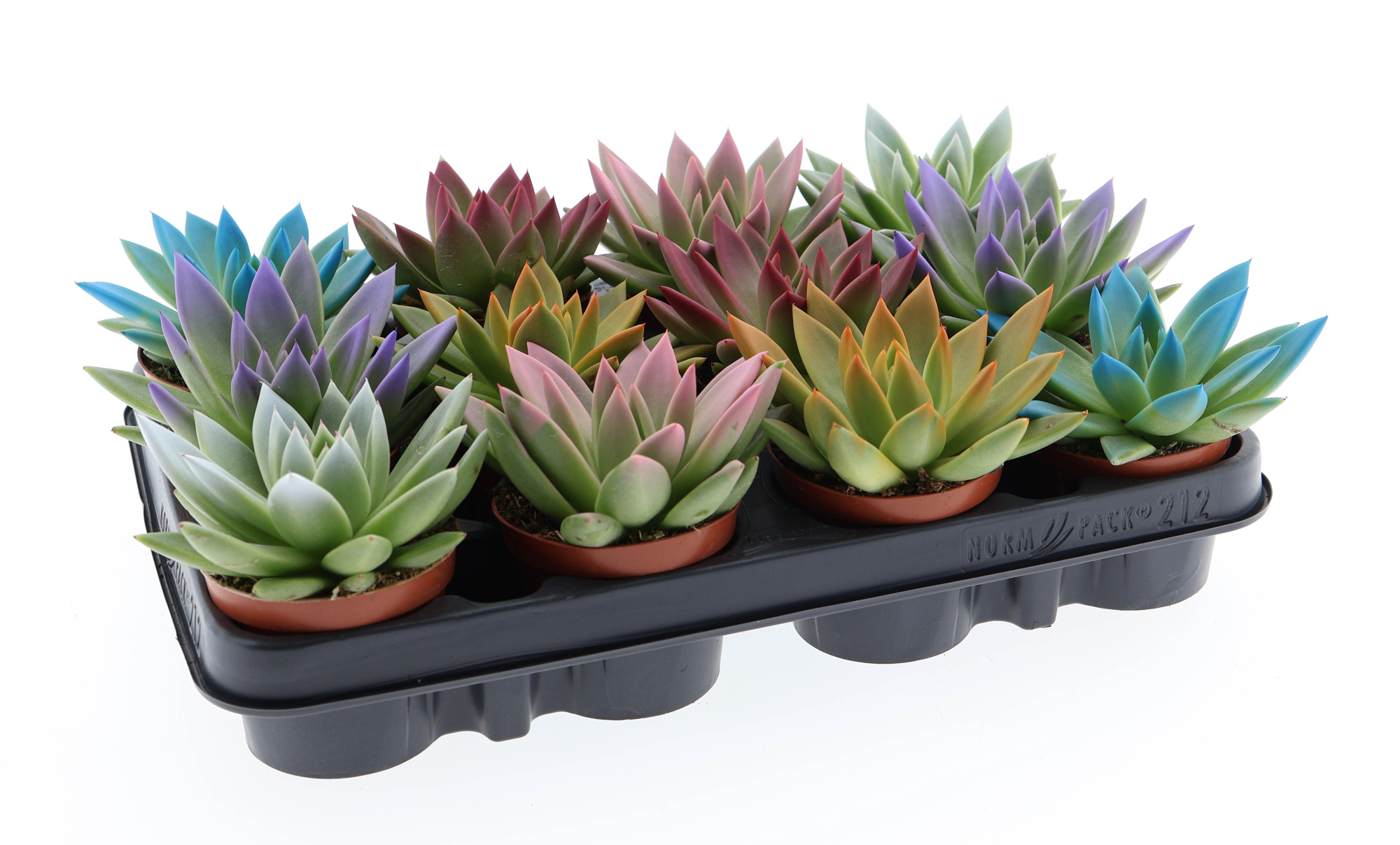 Rainbow tips mix, D 8,5 cm