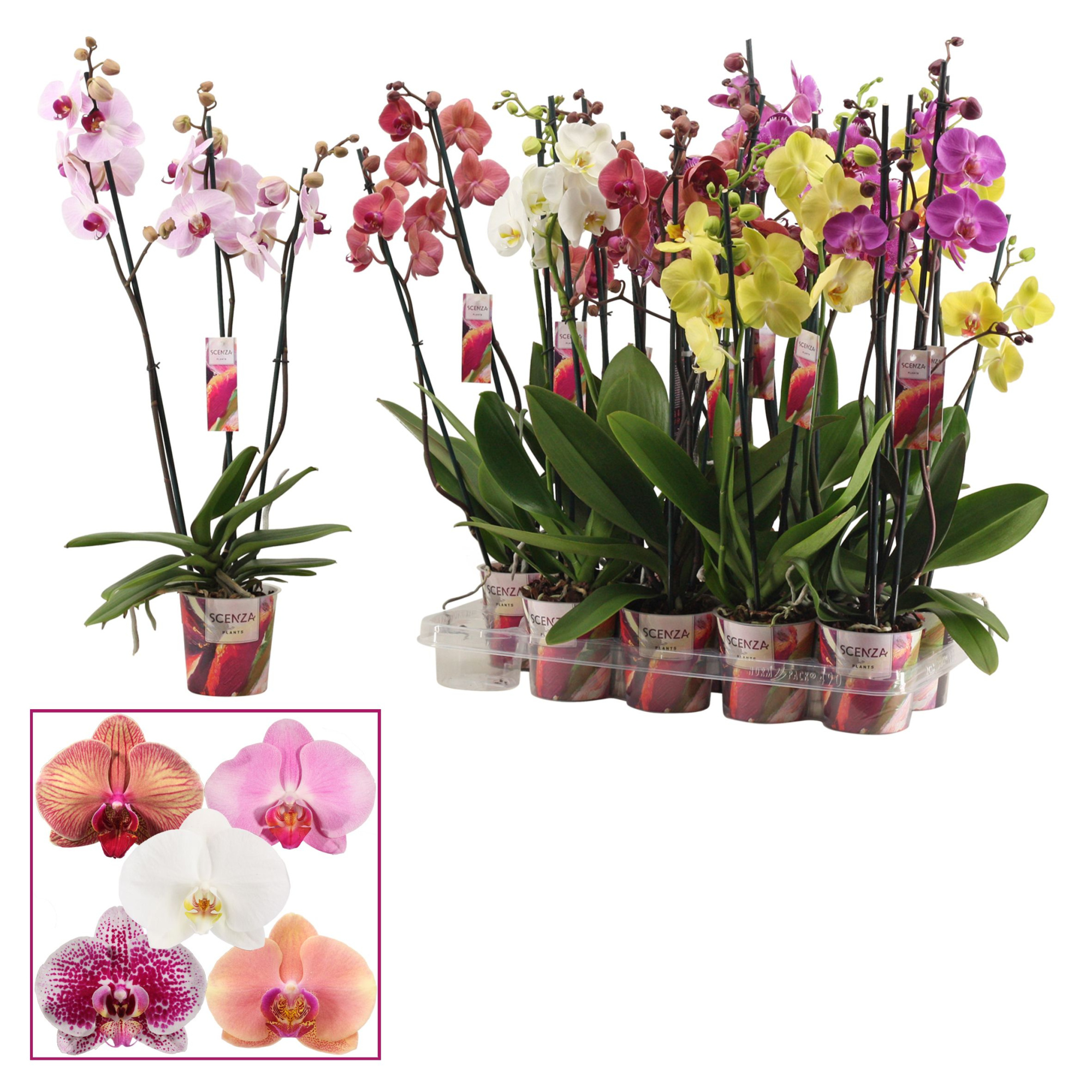 Phalaenopsis 3 tak mix (Scenza), D 12 cm