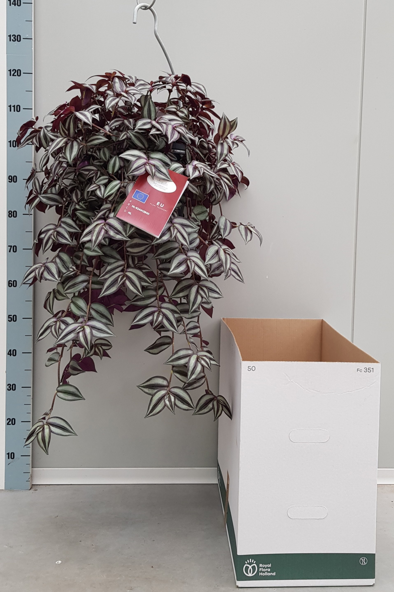 Xl Tradescantia Zebrina 25cm, D 25 cm