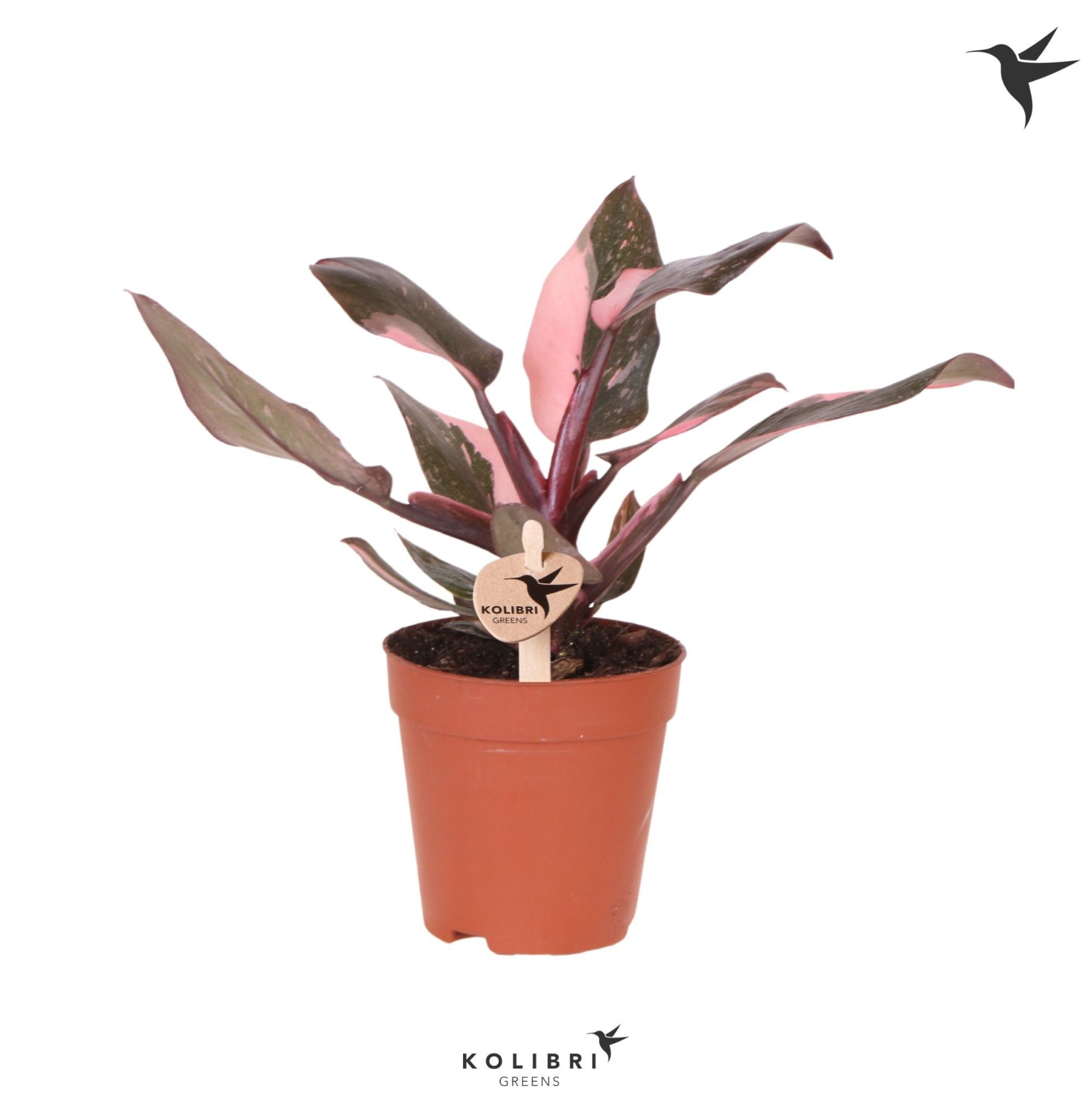 Kolibri Greens Philodendron Pink Princess Marble, D 9 cm