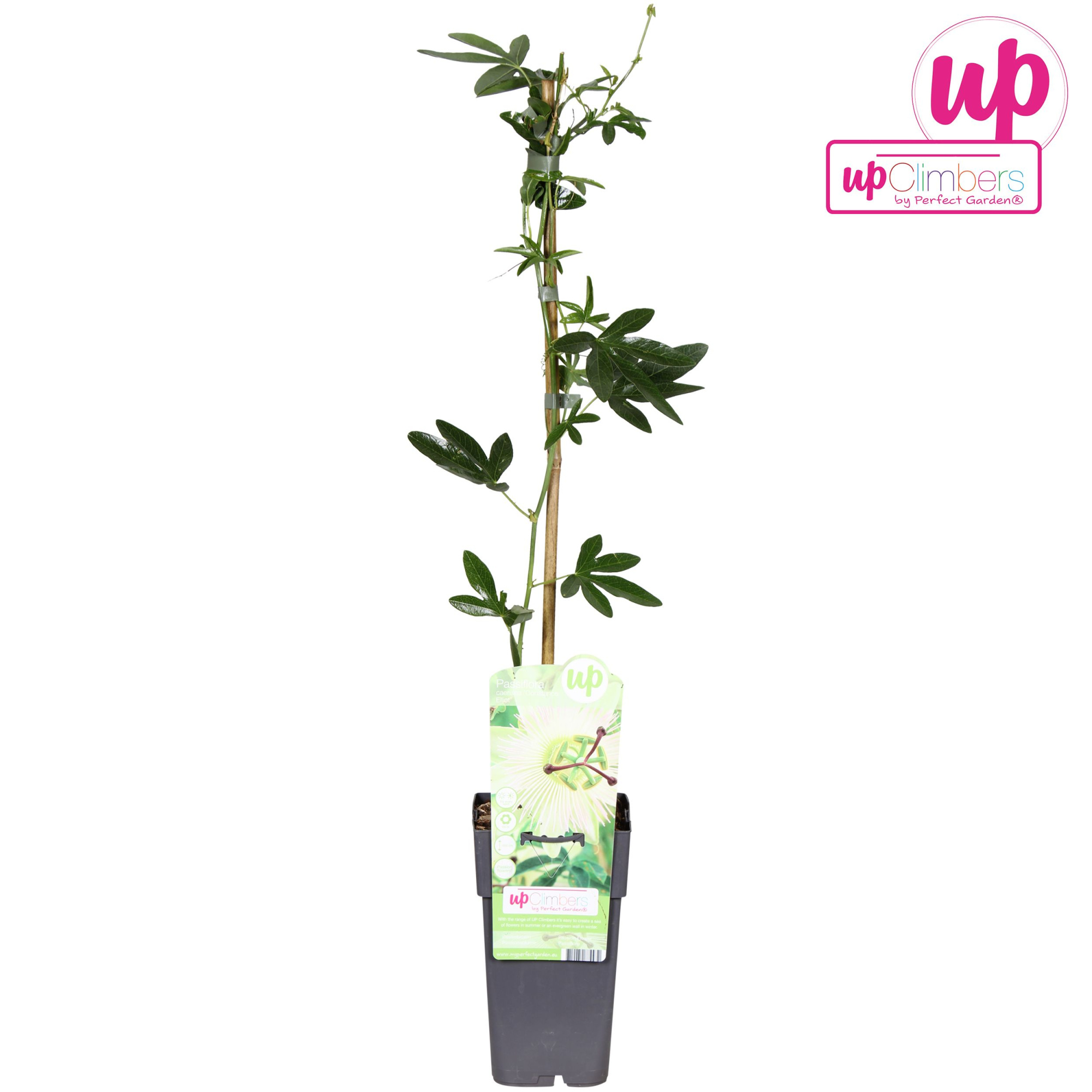 Passiflora caerulea Constance Elliot P15, D 15 cm