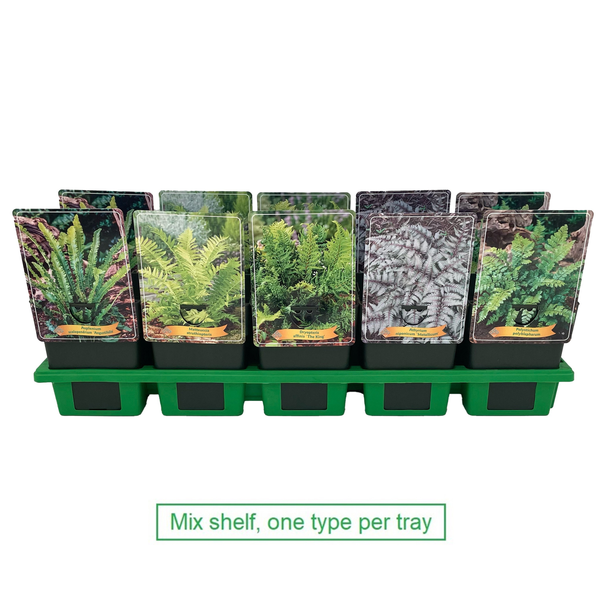 Varen mix laag P11, D 11