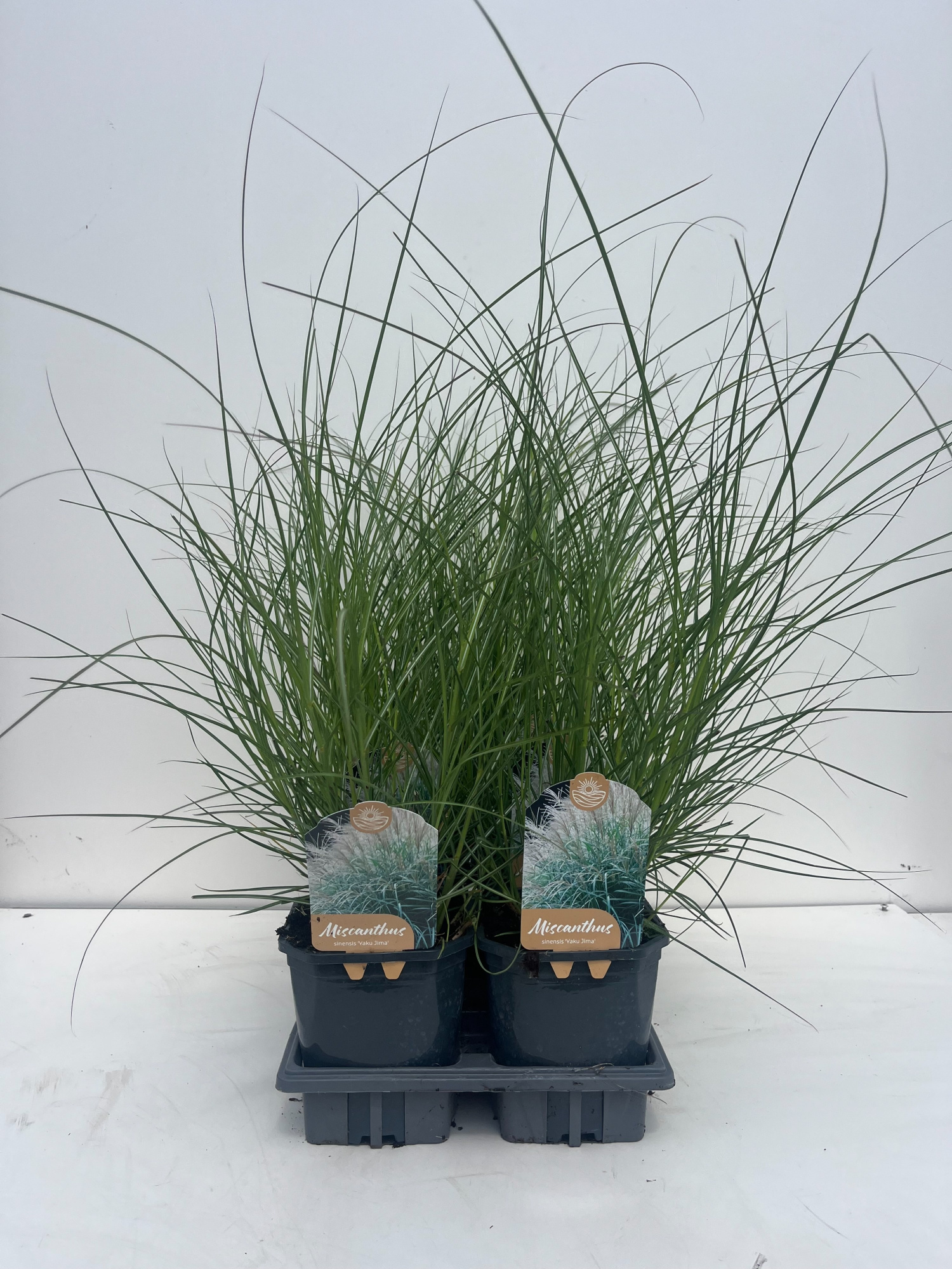 Miscanthus Sinensis Yaku Jima, D 17 cm