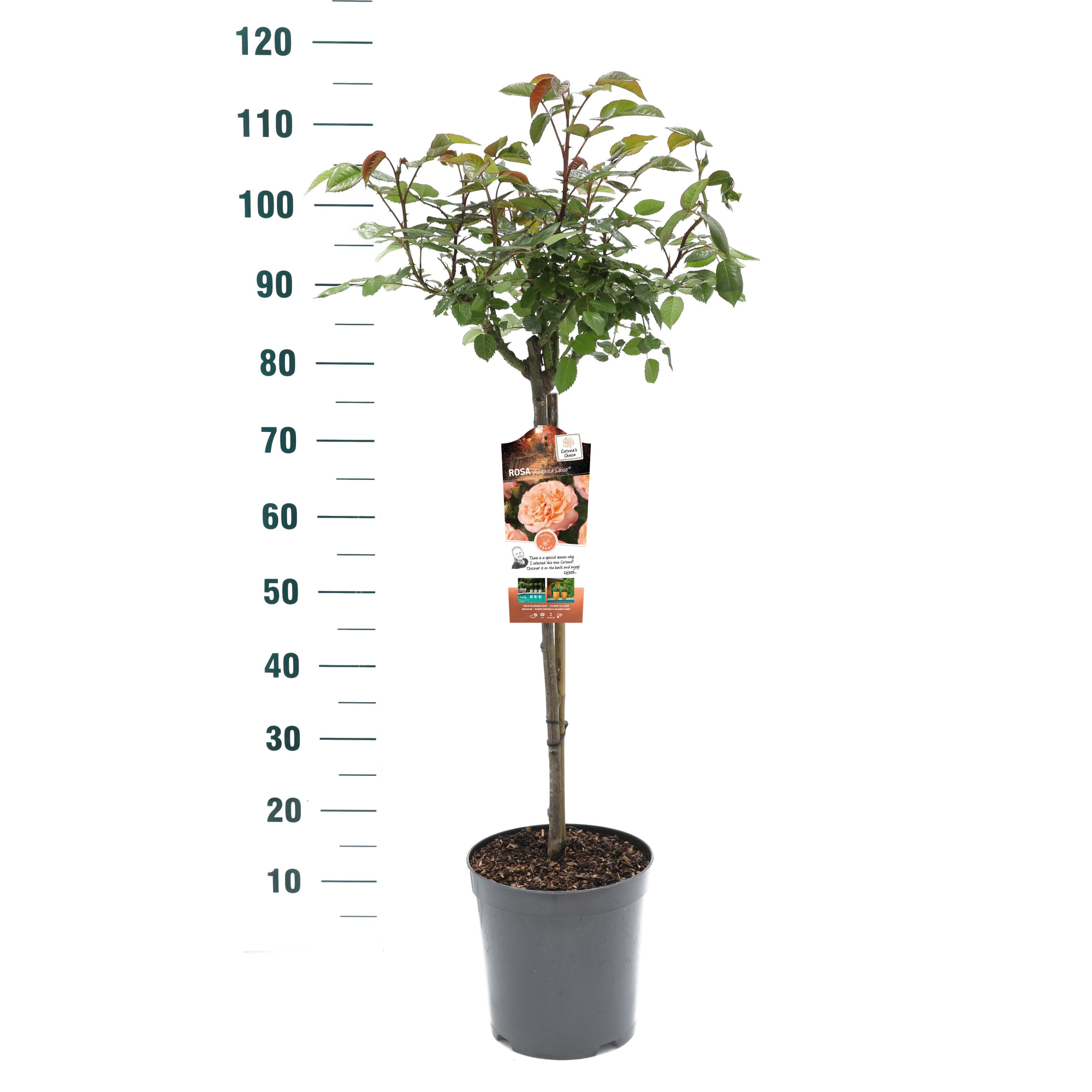 Rosa 'Augusta Luise' - 60 Stam - Exclusive Collection, D 24 cm