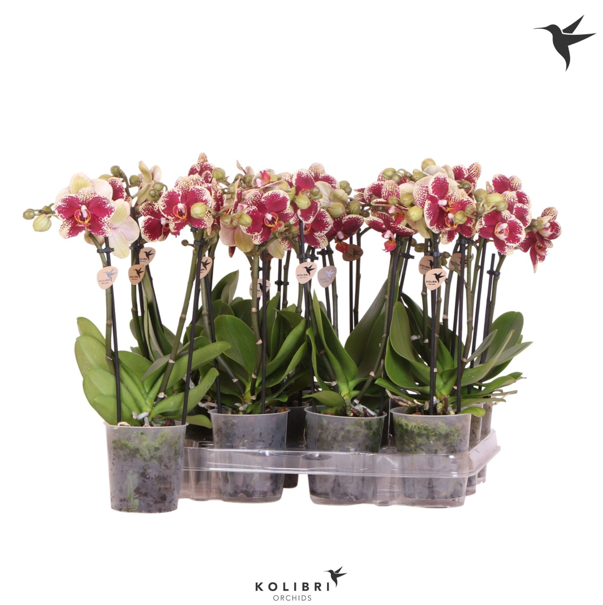 Kolibri Orchids Phalaenopsis Diamond 2 spike, D 9
