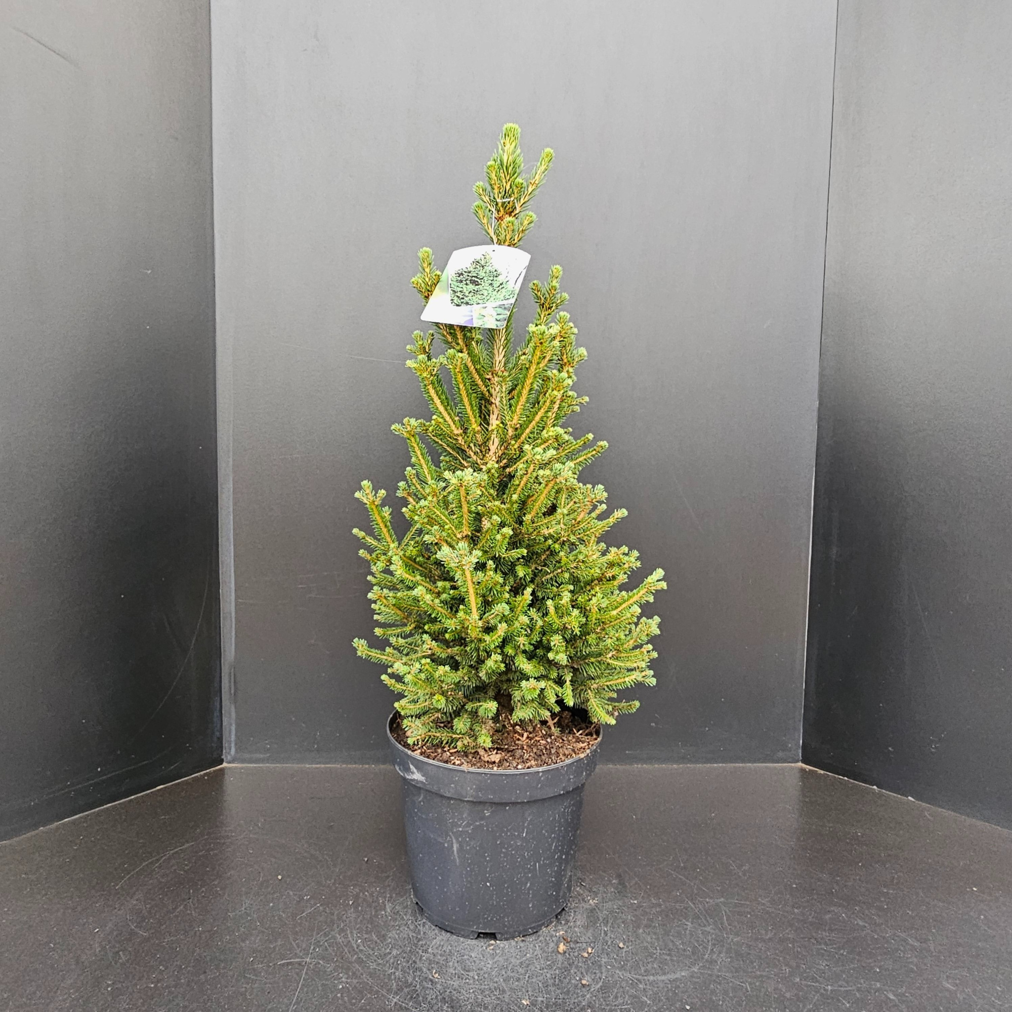 Picea abies Will's Zwerg, D 26 cm