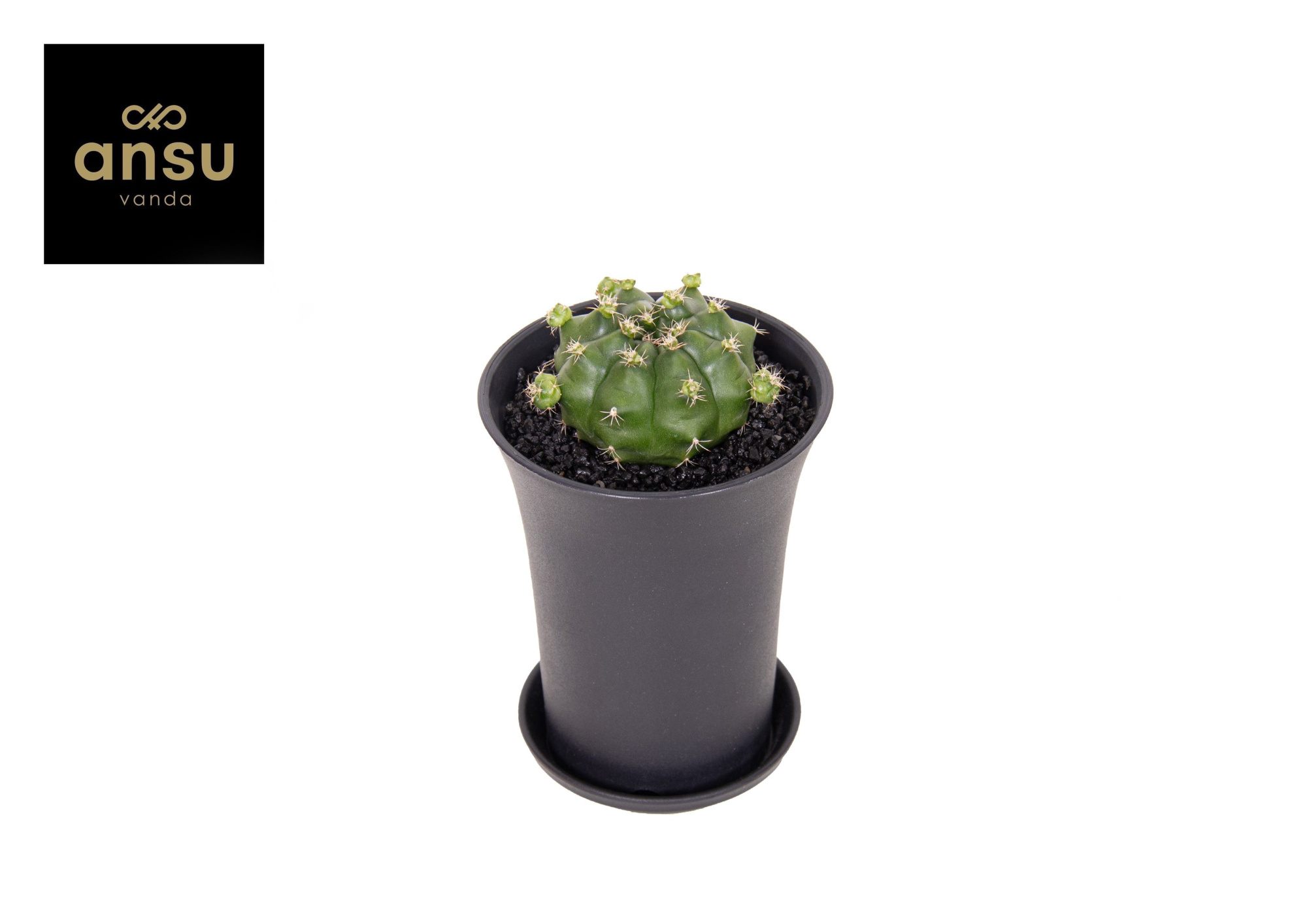 Gymno Cactus 'Froggy' XL, D 10 cm