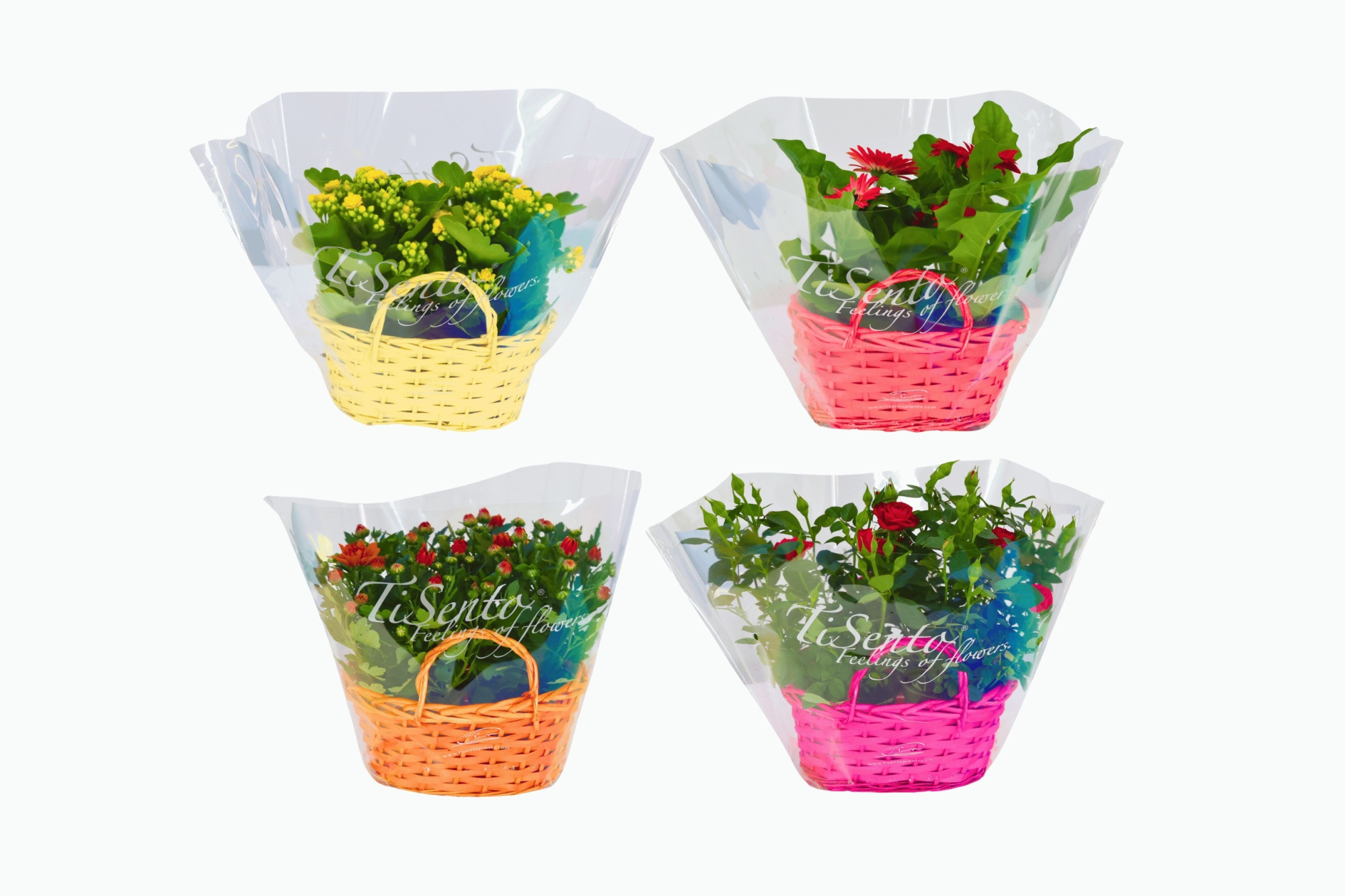 Bloeimix 24 cm Herfst - Elize Mand Mix, D 24 cm