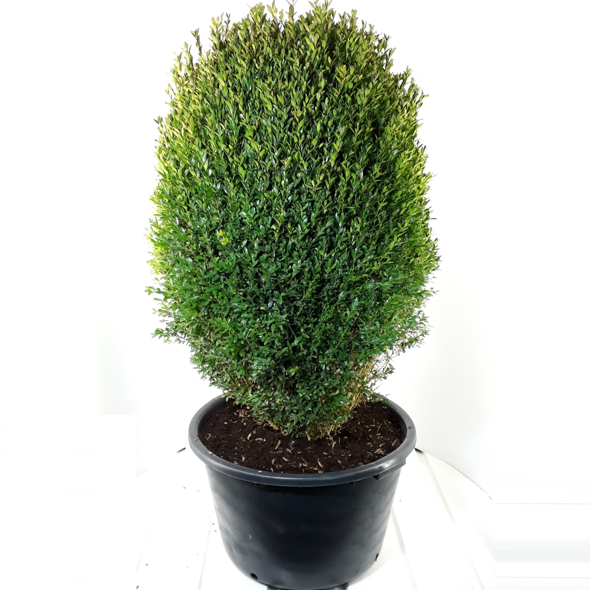 Buxus sempervirens ei-vorm 100cm, D 60 cm