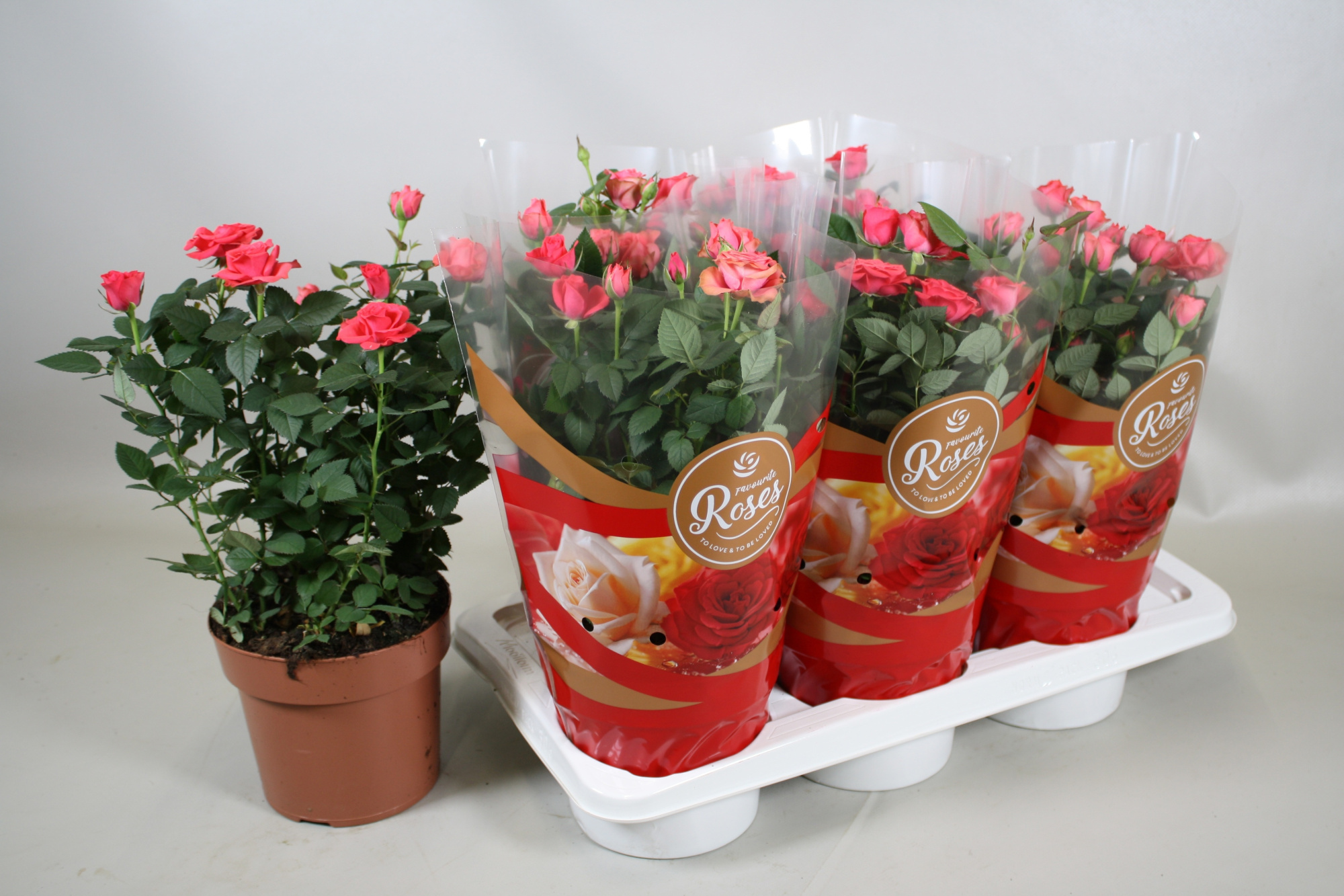 Rosa Favourite Roses pink+seizoenshoes, D 17