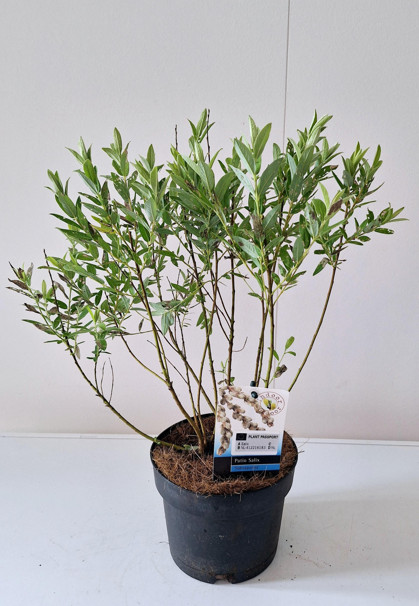 Salix Subopposita bush P17, D 17 cm