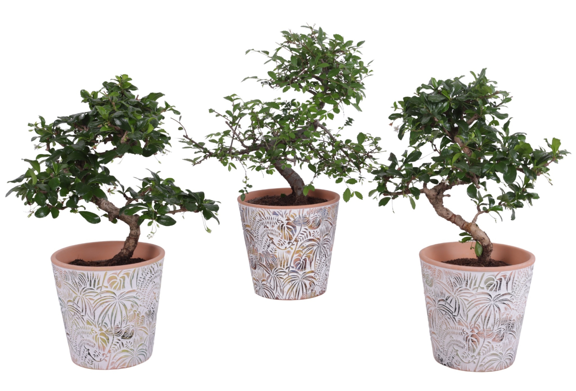 Bonsai Indoor Mix Ø12cm S-Shape in Ø 14cm Ceramic Pot Jungle, D 14
