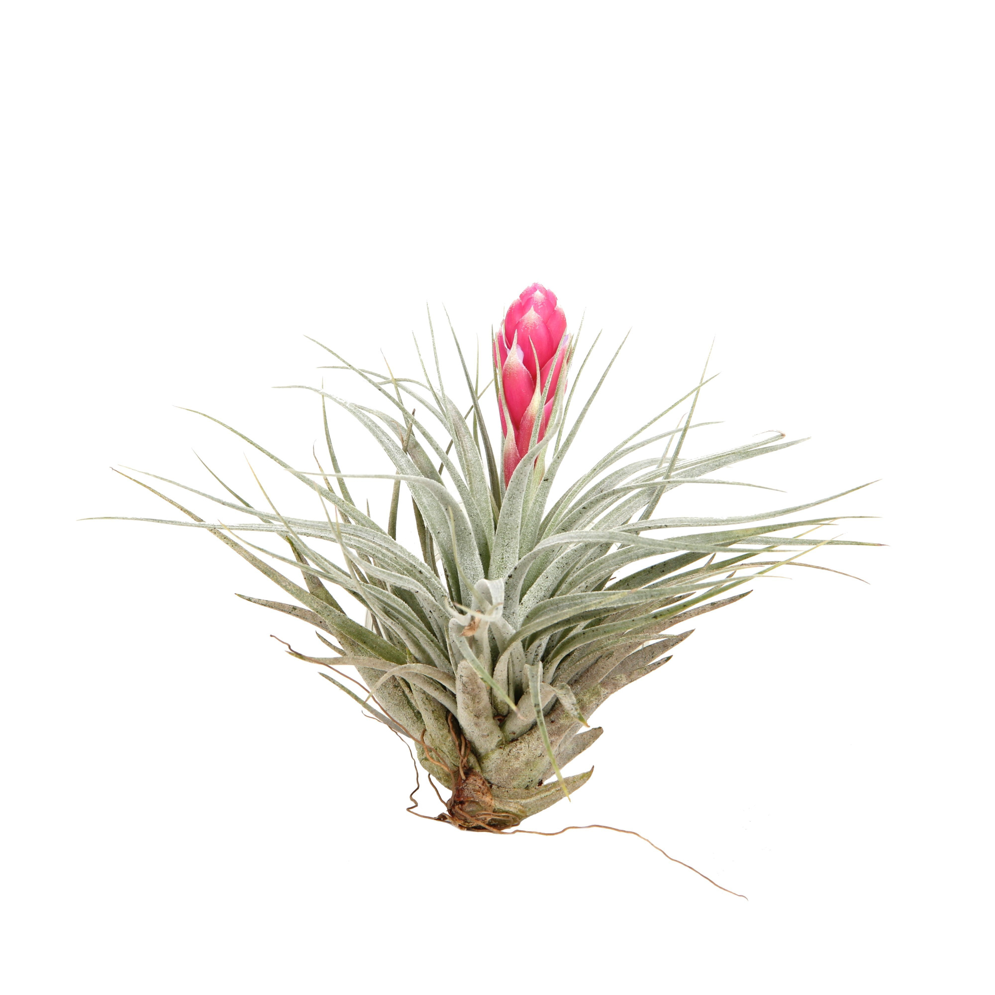 Tilllandsia Cotton Candy - airplant, D 0 cm