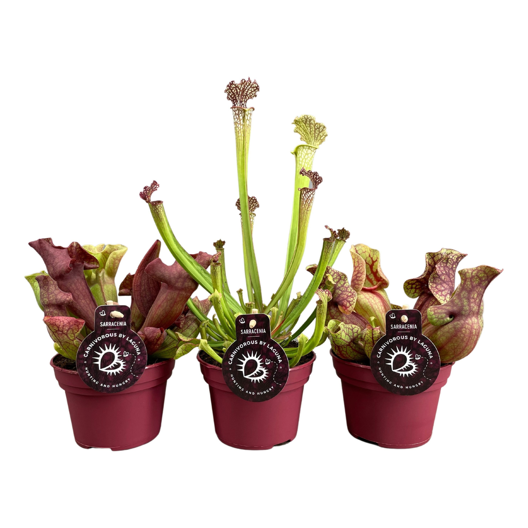Sarracenia mix 3 soorten (naar beschikbaarheid), D 12