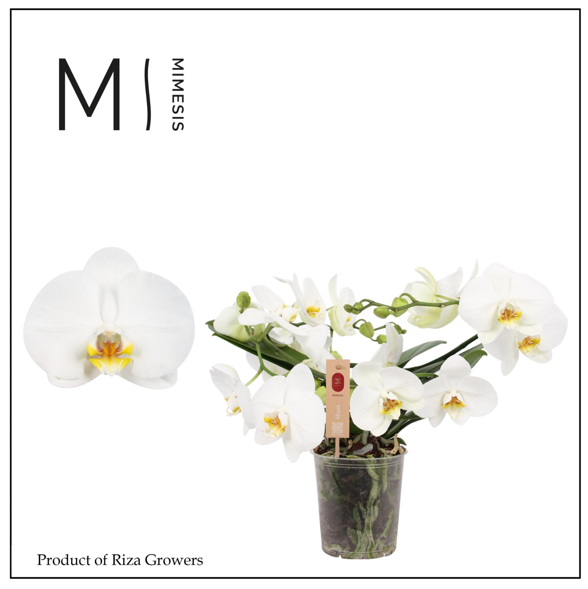 Phalaenopsis Muse White 25+ - 12cm | Mimesis, D 12 cm