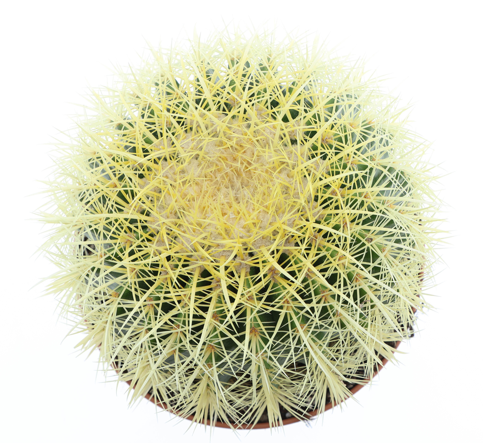 Echinocactus grusonii, D 21 cm